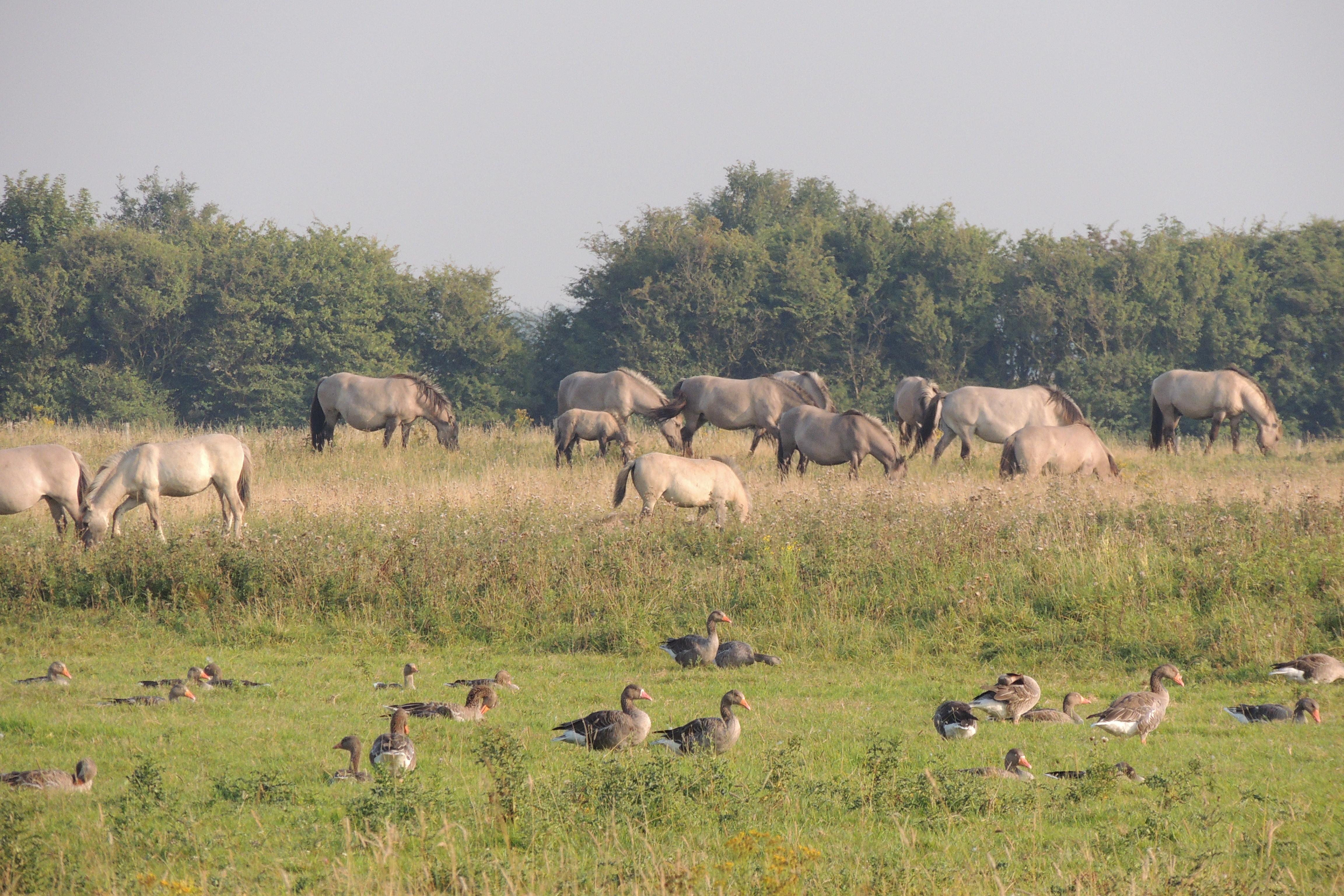 Reserva Natural de Het Zwin, por Dónde vamos Eva