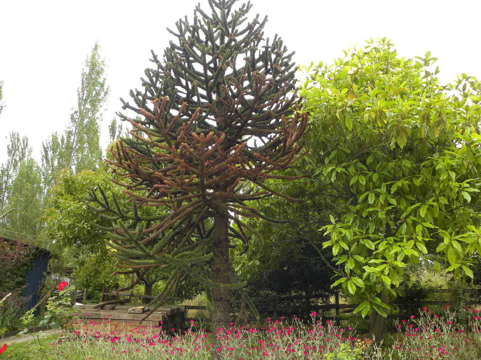 La Araucaria Chilena, por ori