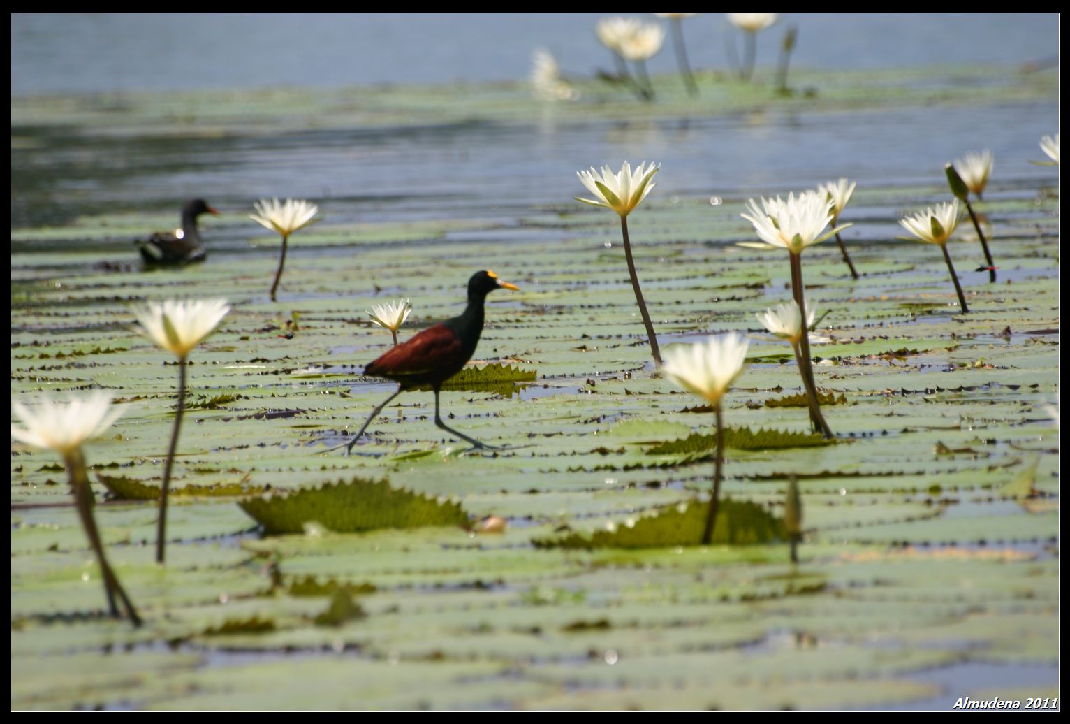 Jacanas y Nenúfares En Rio Dulce, por Almudena