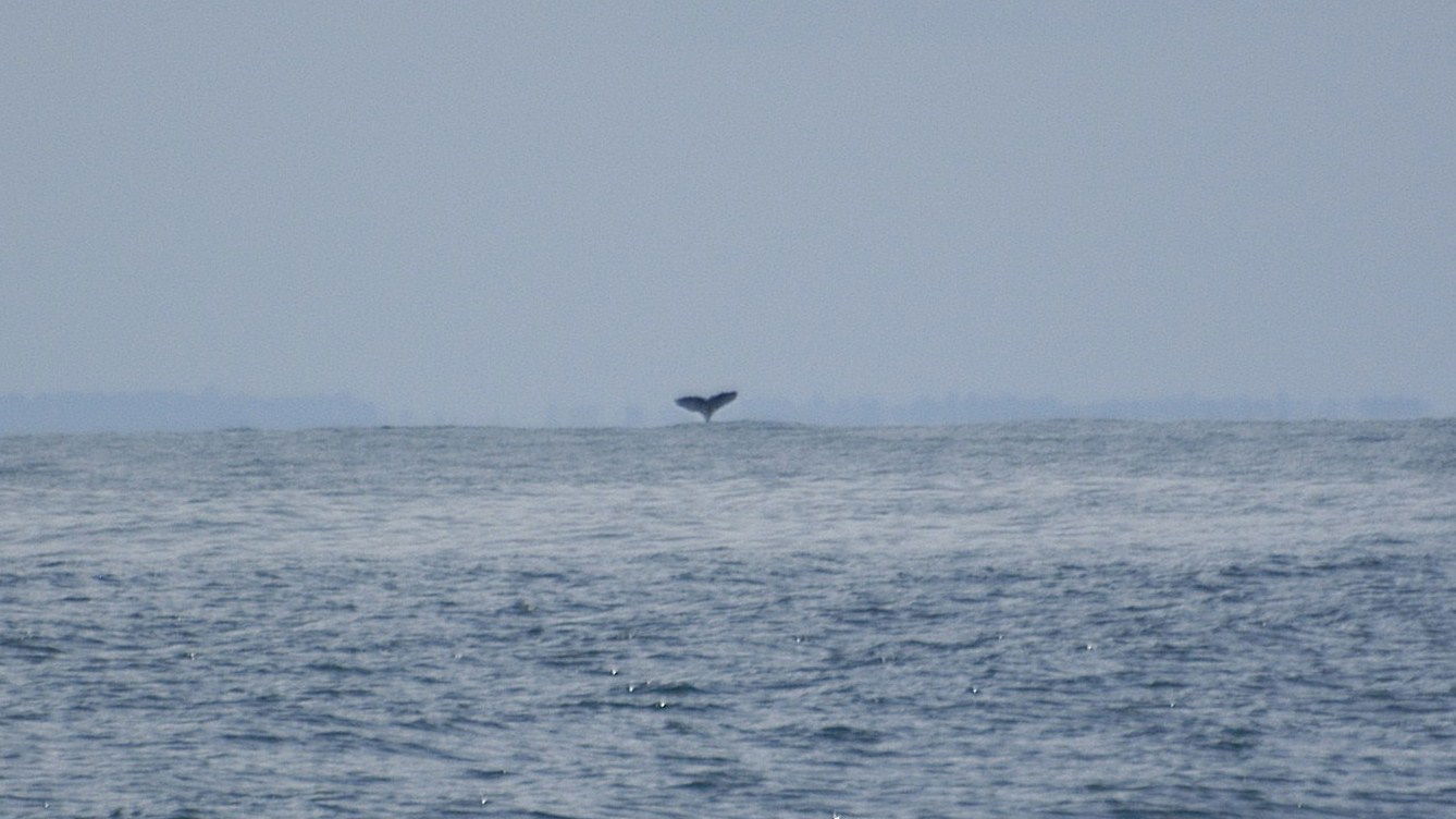 Tour de ballenas, por bagamundo