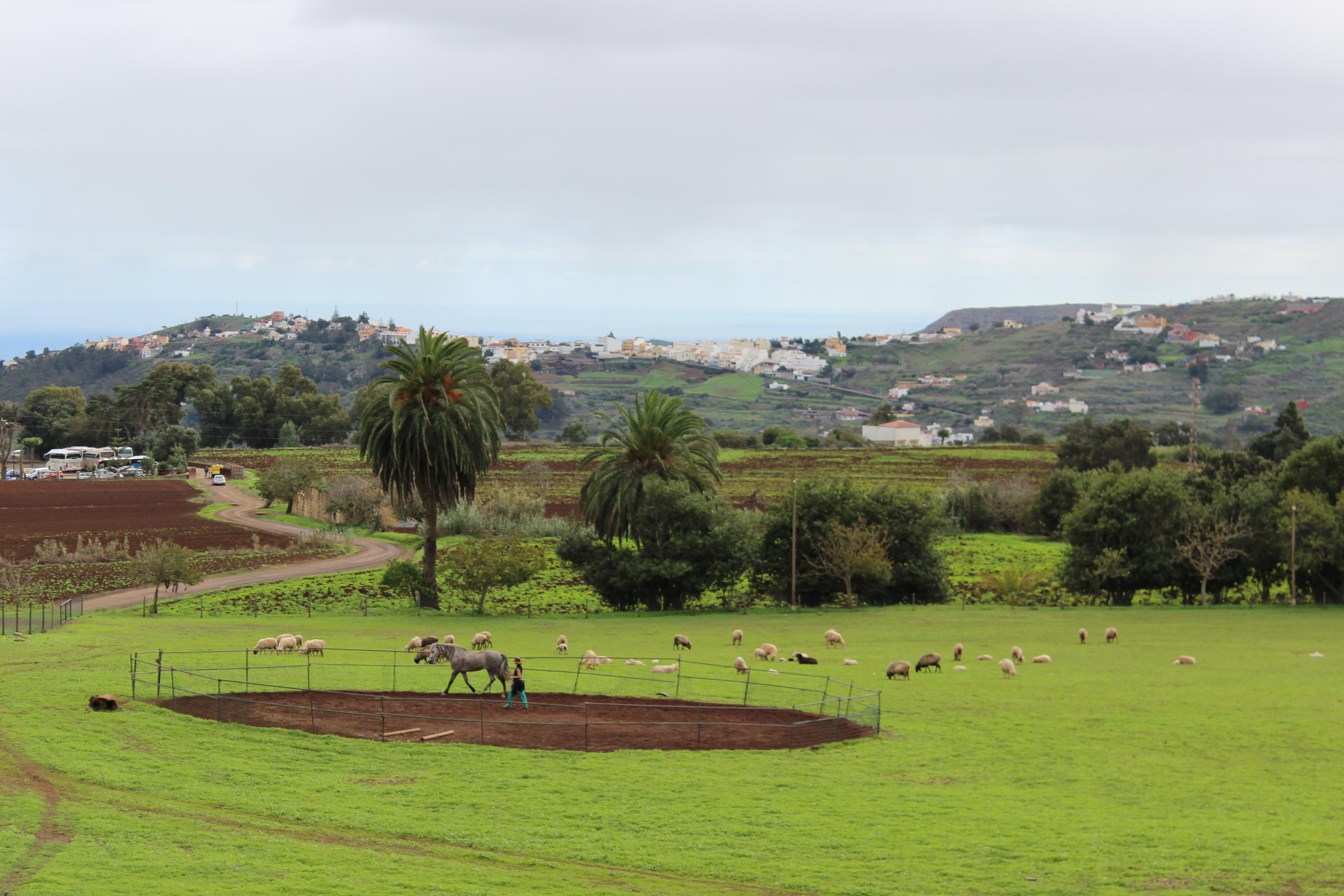 Jardines en Gran Canaria: un viaje botánico por la belleza isleña