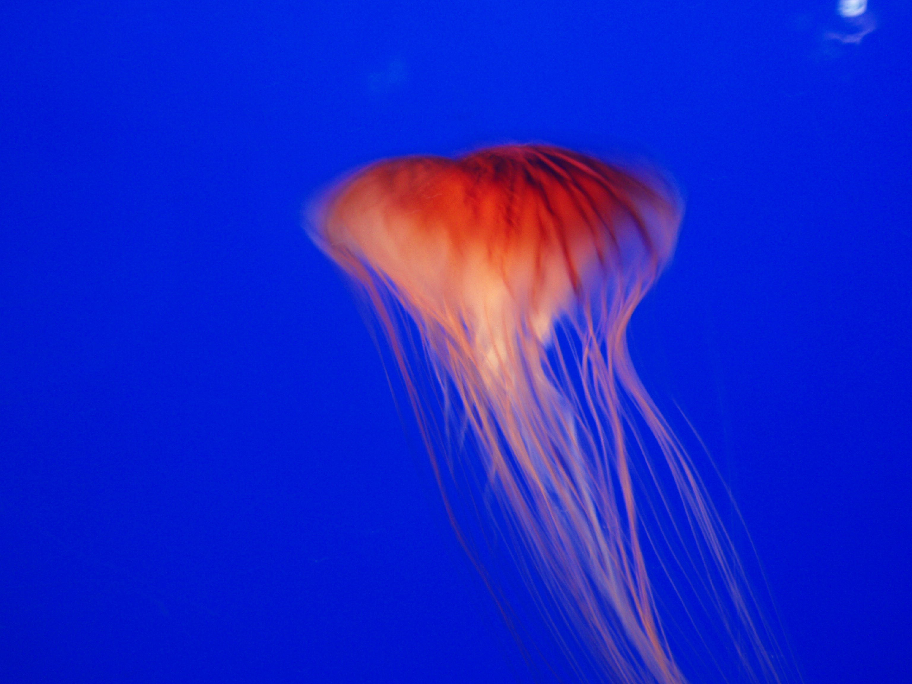 Acuario de Enoshima, por Irukina