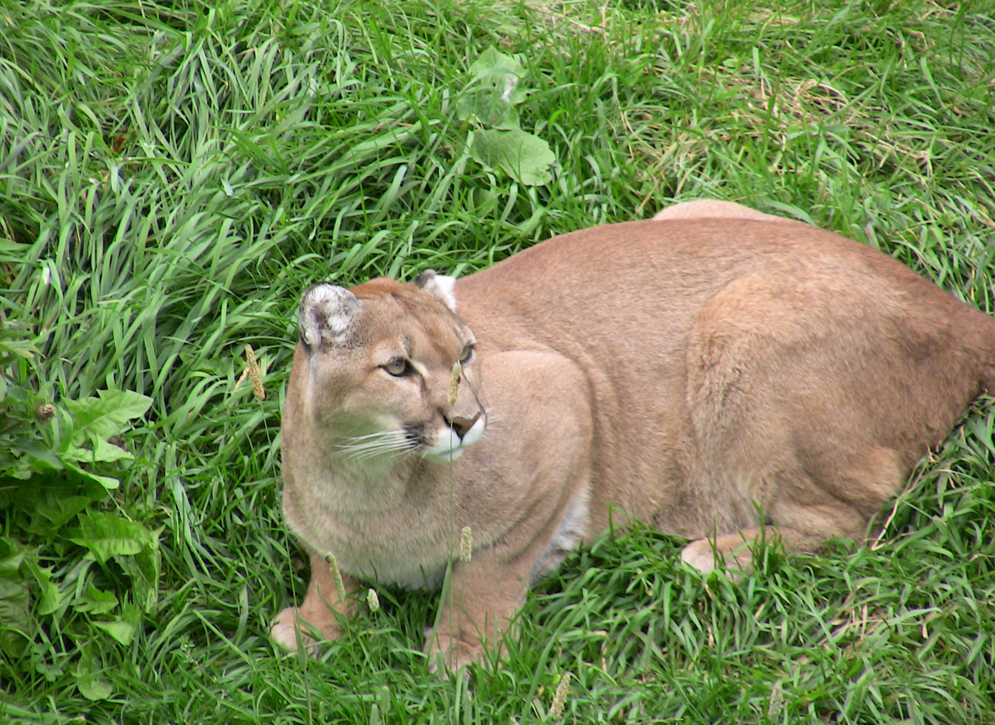 Zoo Salvaje de San Felicien, por Marine Derre