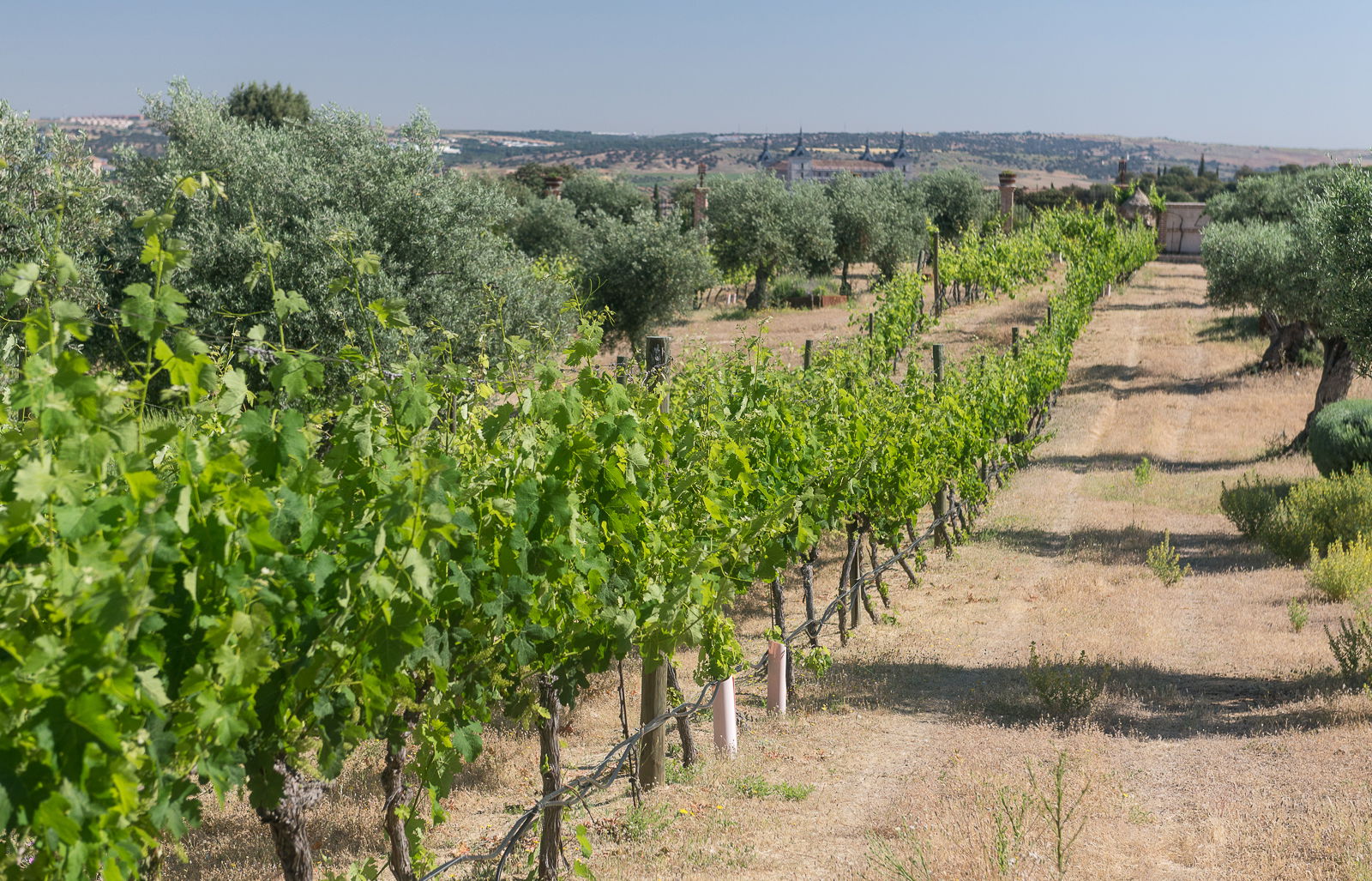 Bodega Viñedos Cigarral de Santa María, por Ignacio Izquierdo