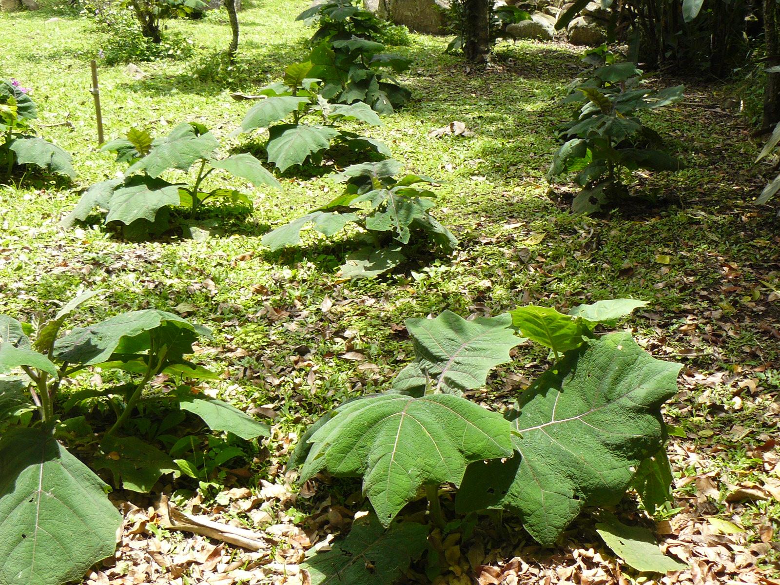 Jardín Botánico de Mérida, por Yessidaire Marquina Prato