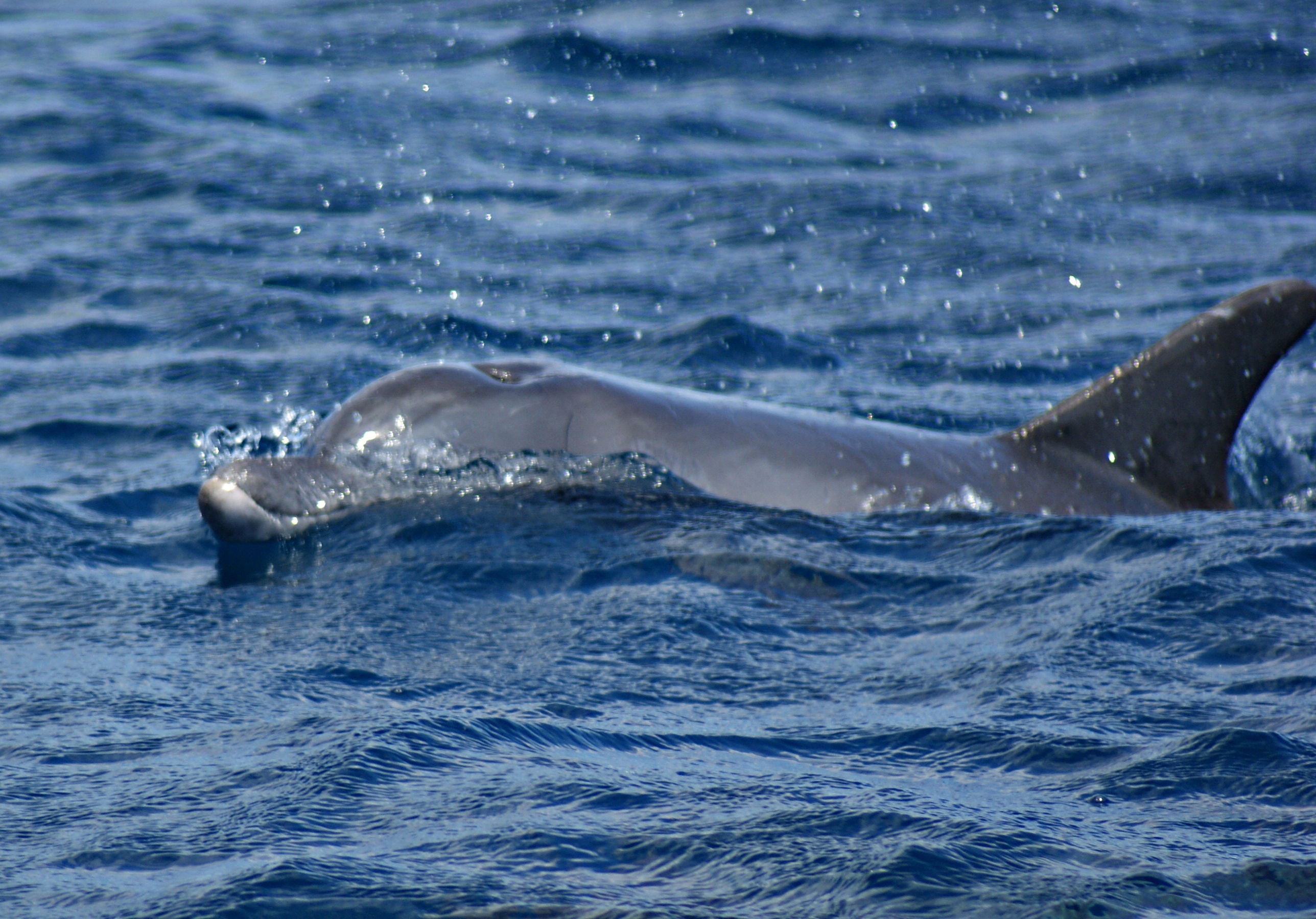 Nadar con delfines en Riviere Noire, por Roberto Gonzalez