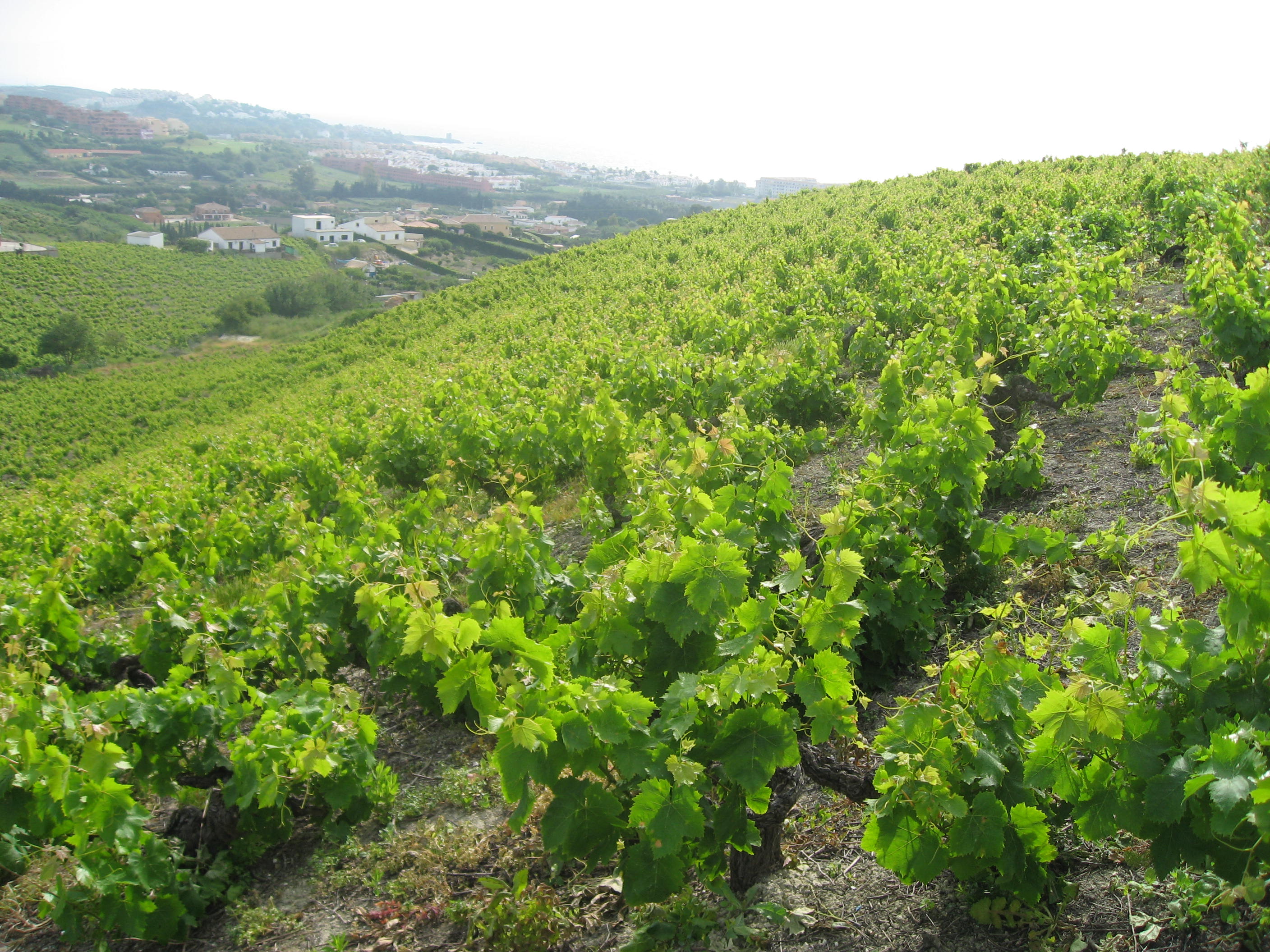 Grandes campos de vid, por Elenahispalis