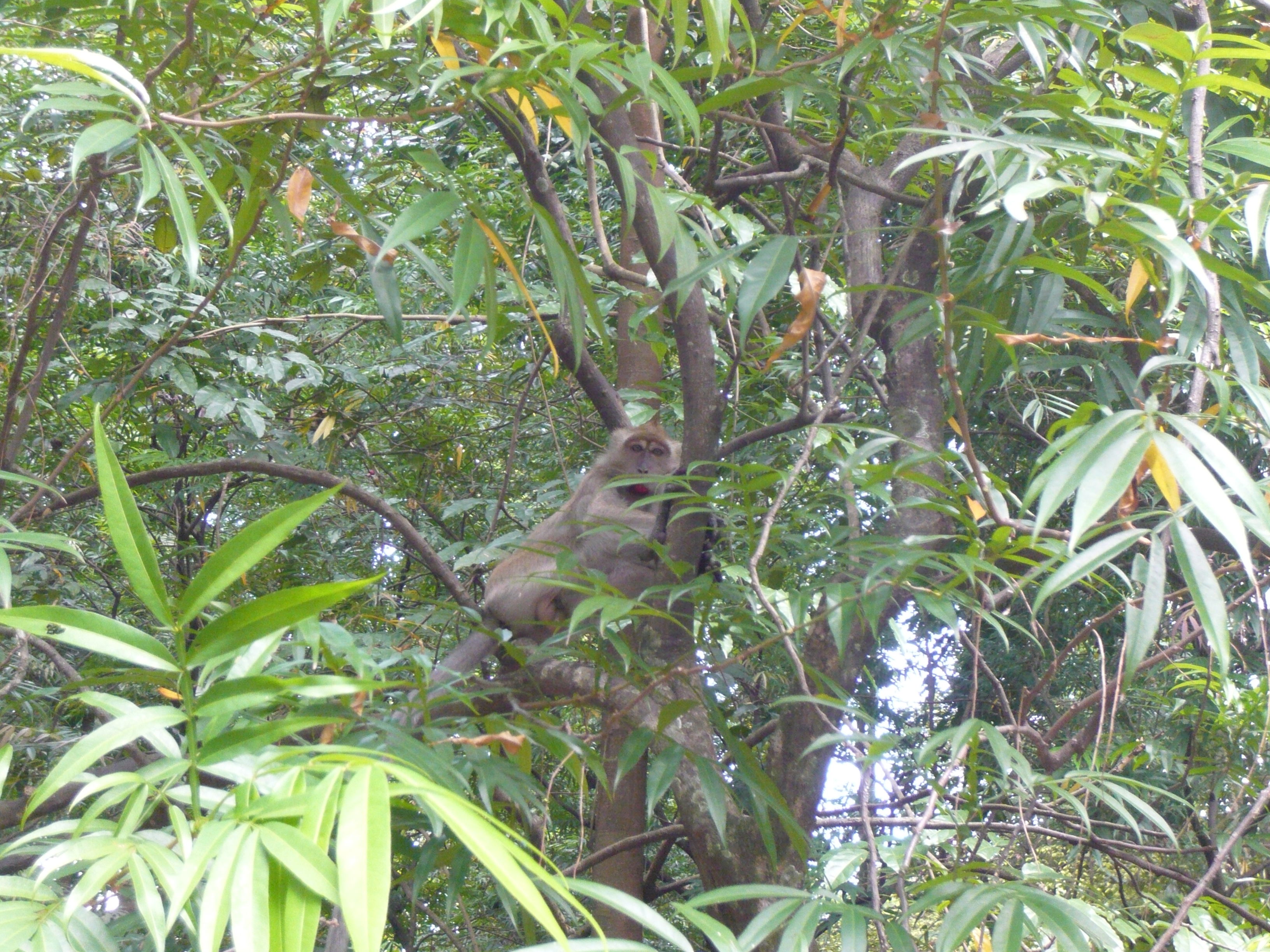 Reserva Forestal Bukit Nanas, por David Lopez