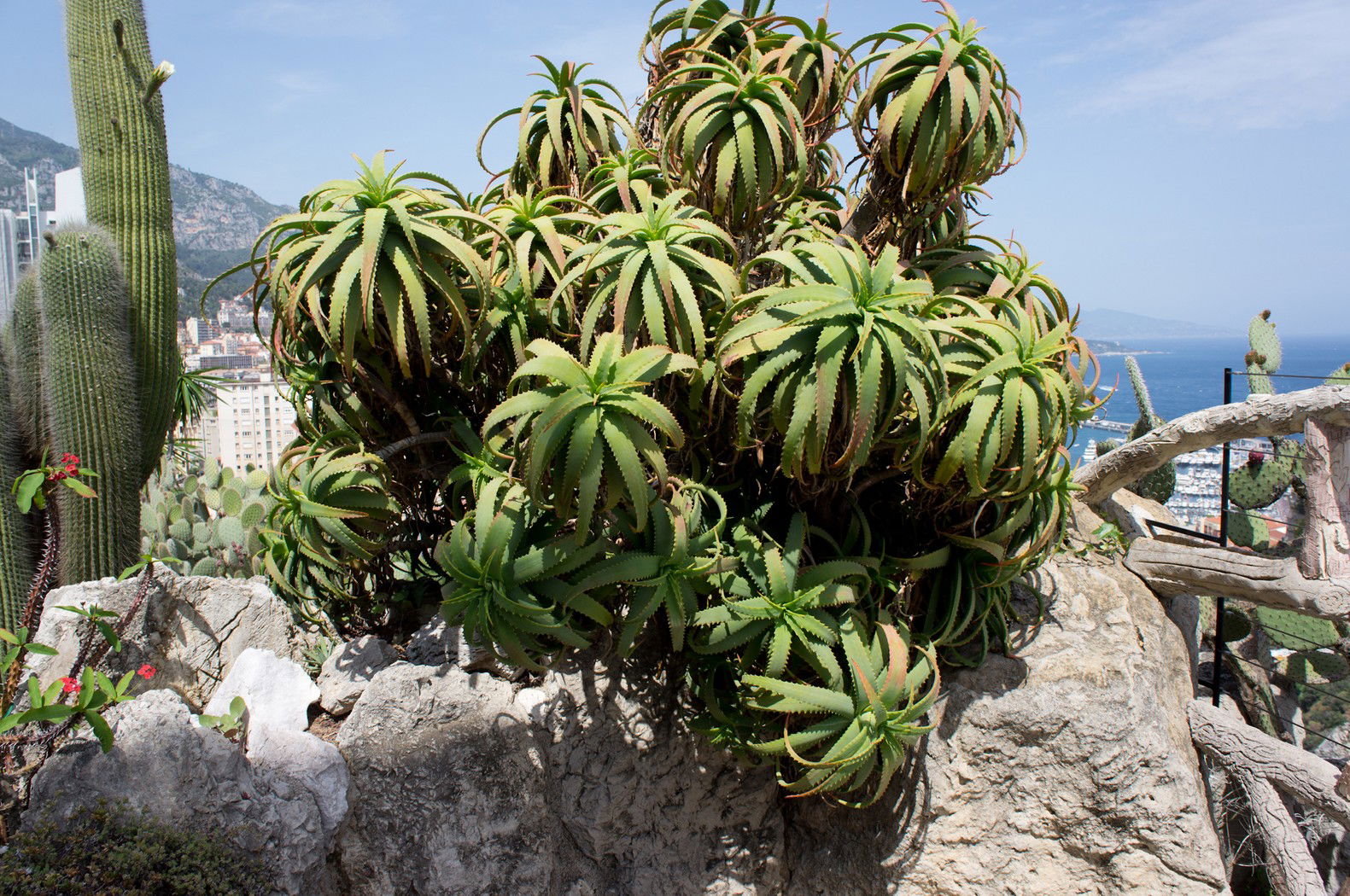 Jardín exótico, por Nuria G