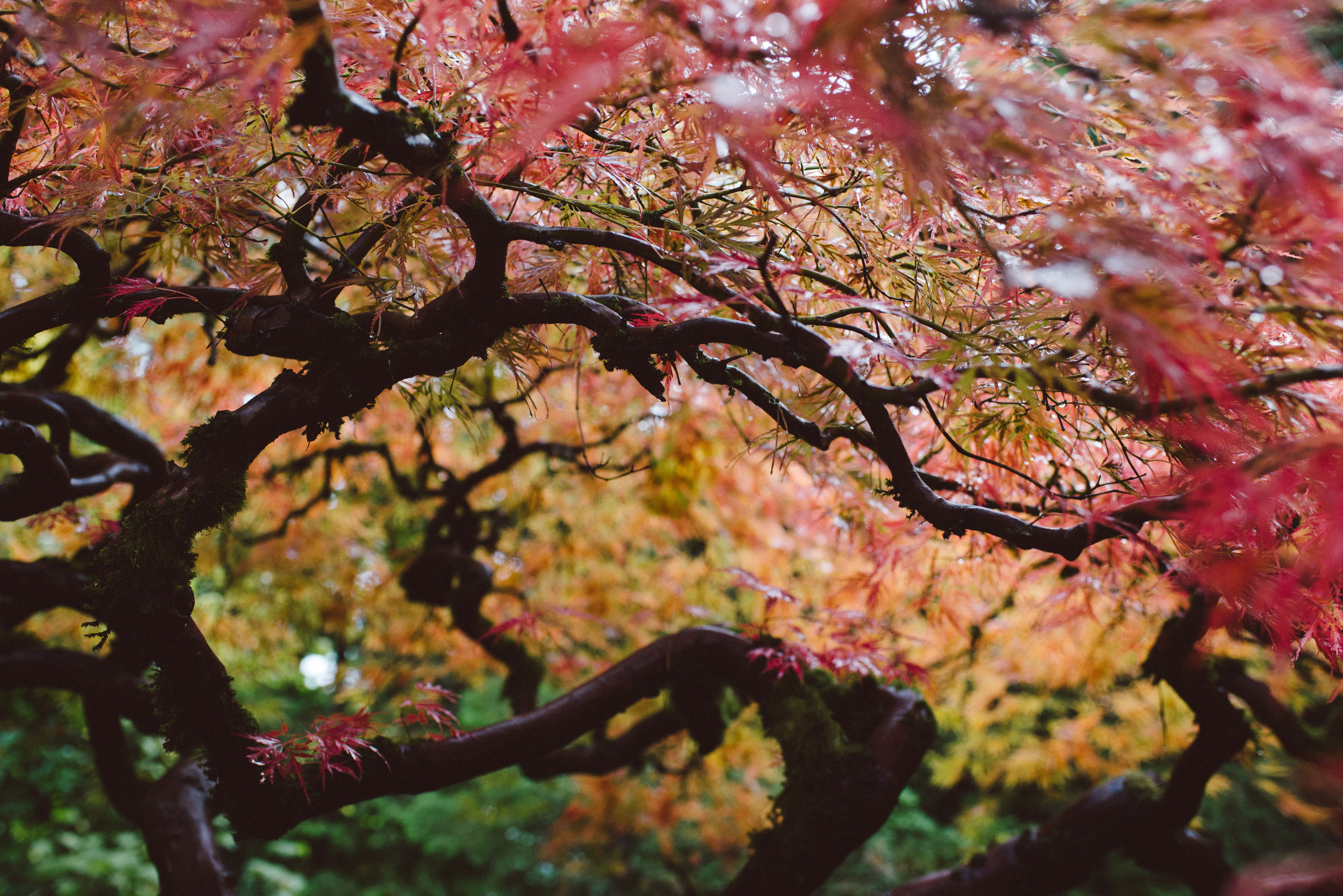 Portland Japanese Gardens, por Erin Hudson