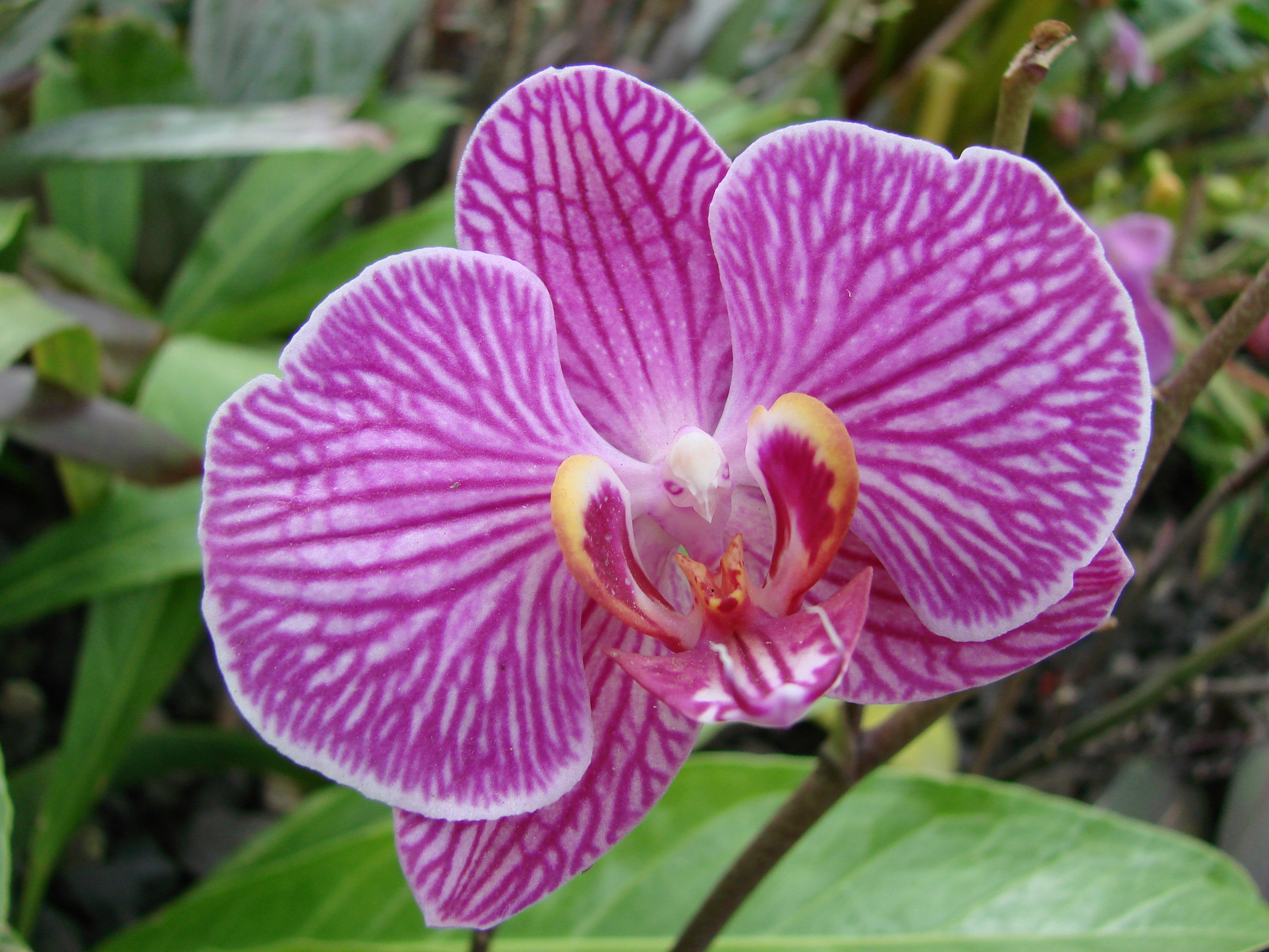 Jardín Botánico José Celestino Mutis, por amna