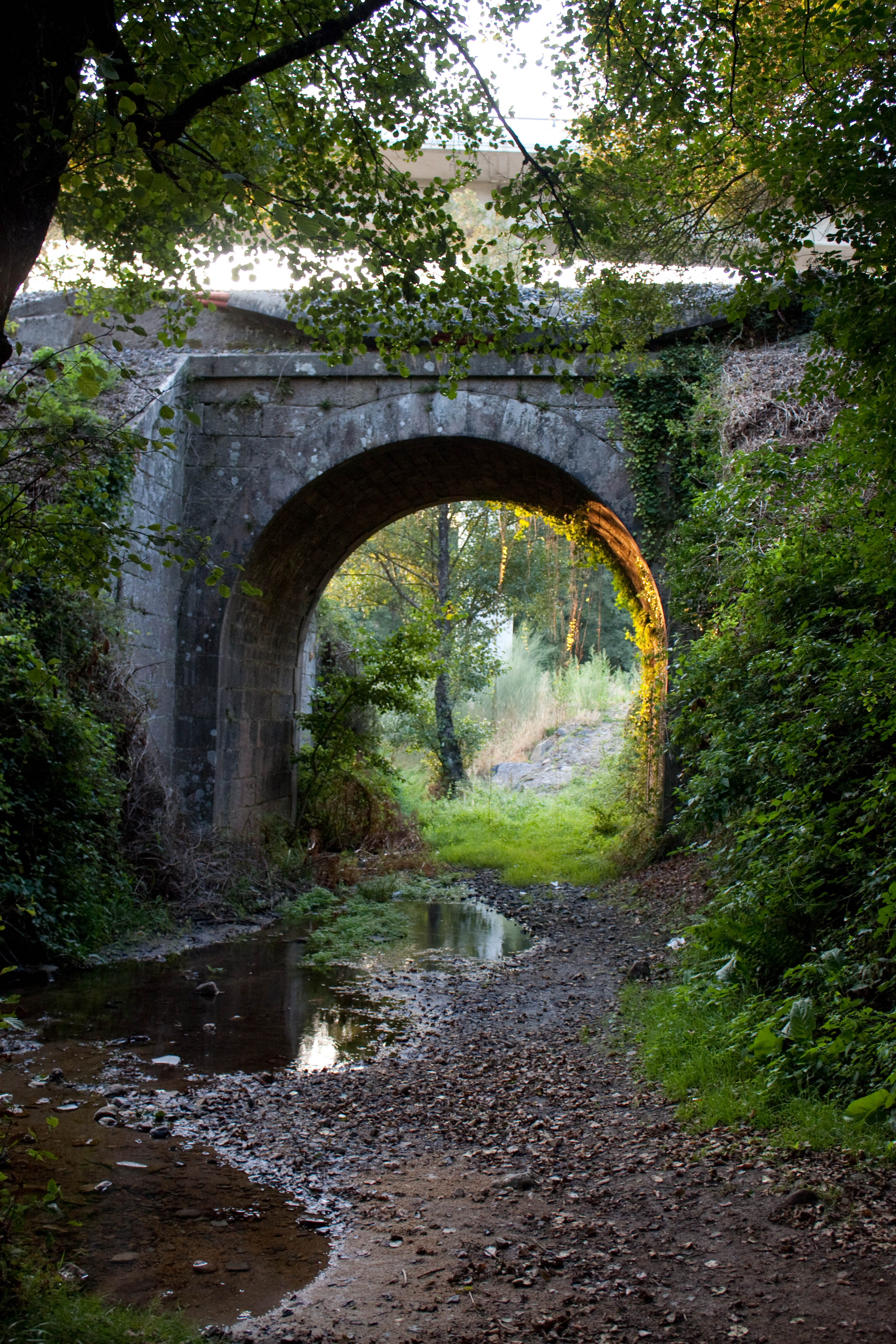 El Bosque de Sarria, por ernes arlandis toral