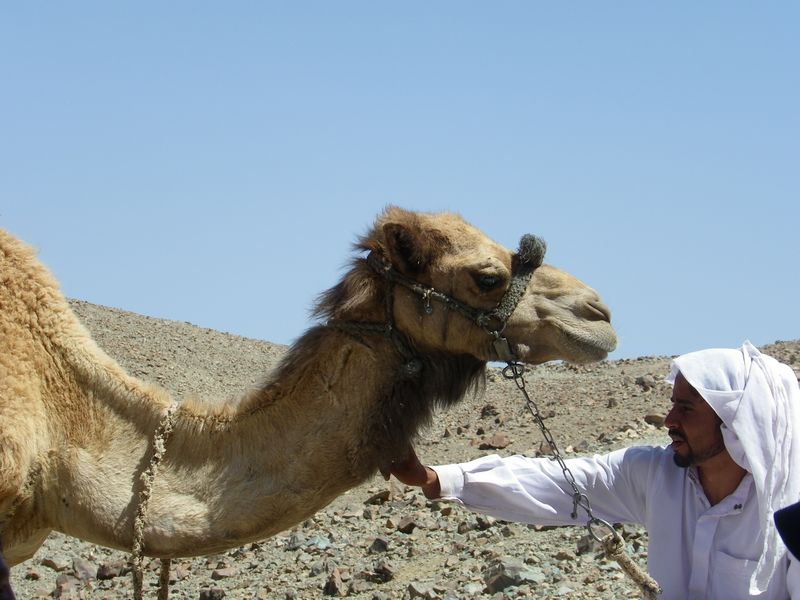 Paseo por el Sinai con camello, por guanche