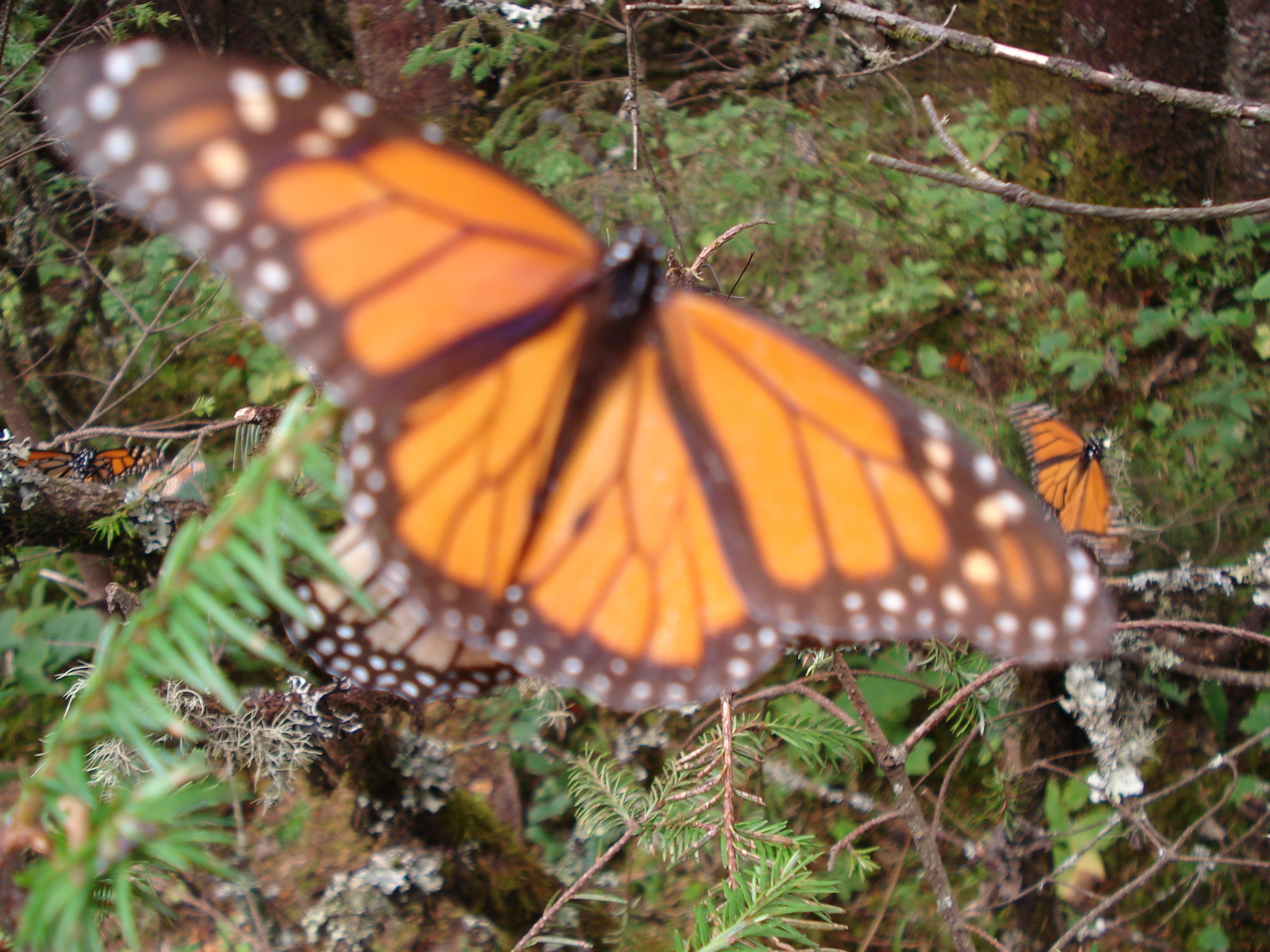 Mariposas Monarcas (Angangueo), por Diana Patricia Montemayor Flores