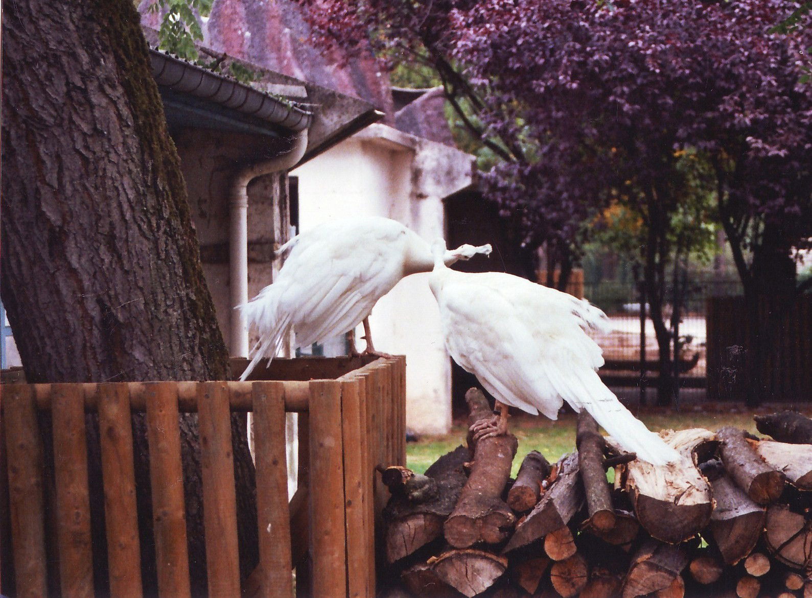 Parque de la Pepiniere, por sonyrk