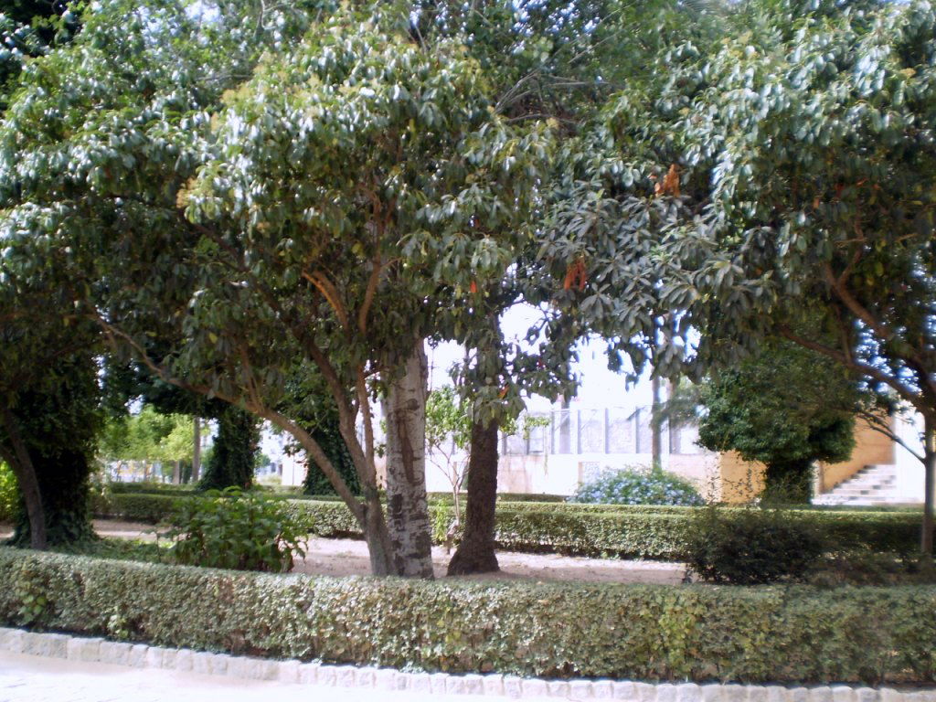 Jardín Botánico, por Lala