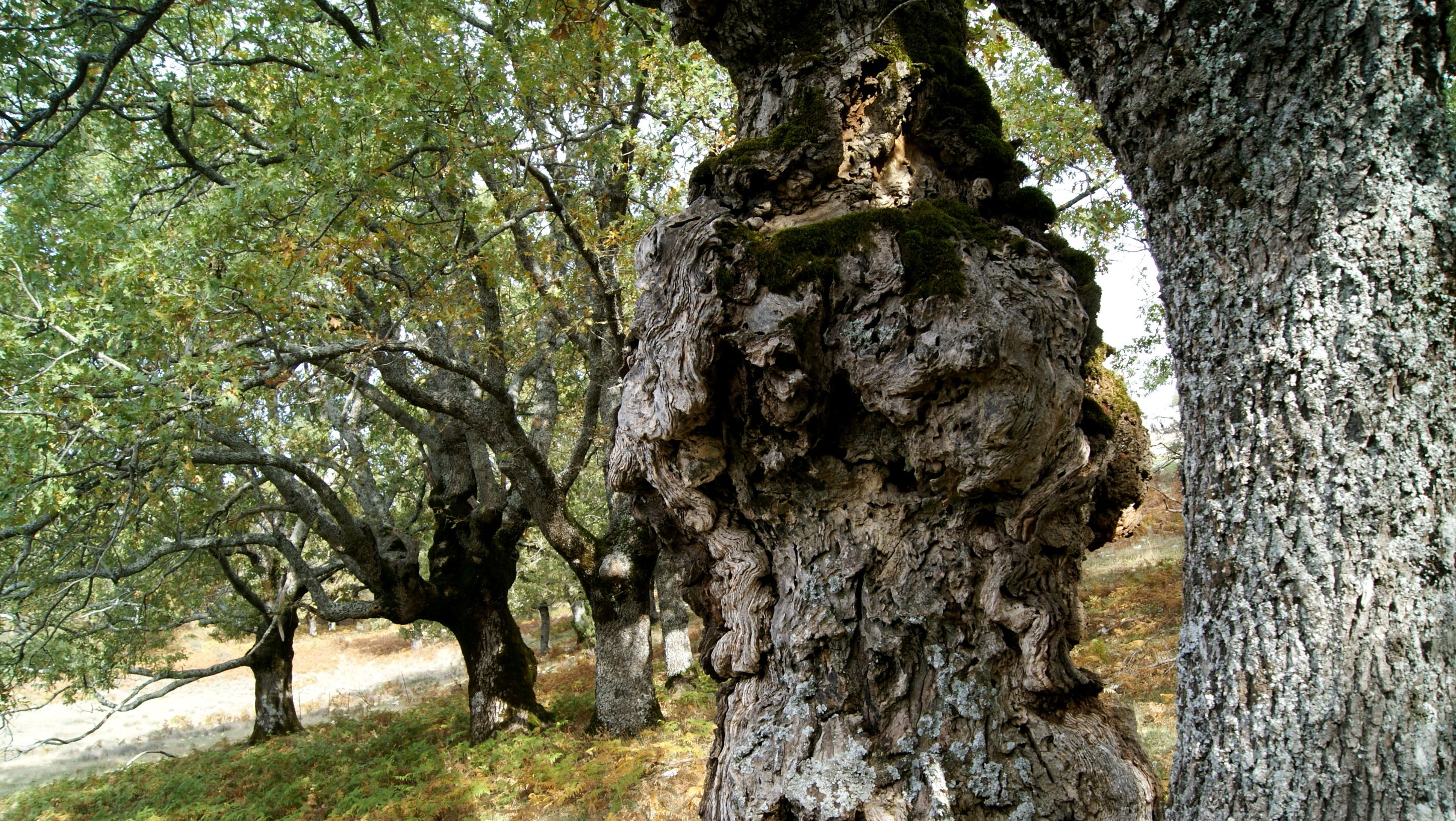 Parque Natural Los Calares del Río Mundo y de la Sima, por JOAQUIN MARTINEZ