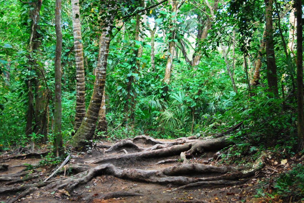 Bosque selvático del Parque Nacional Tayrona, por SerViajera