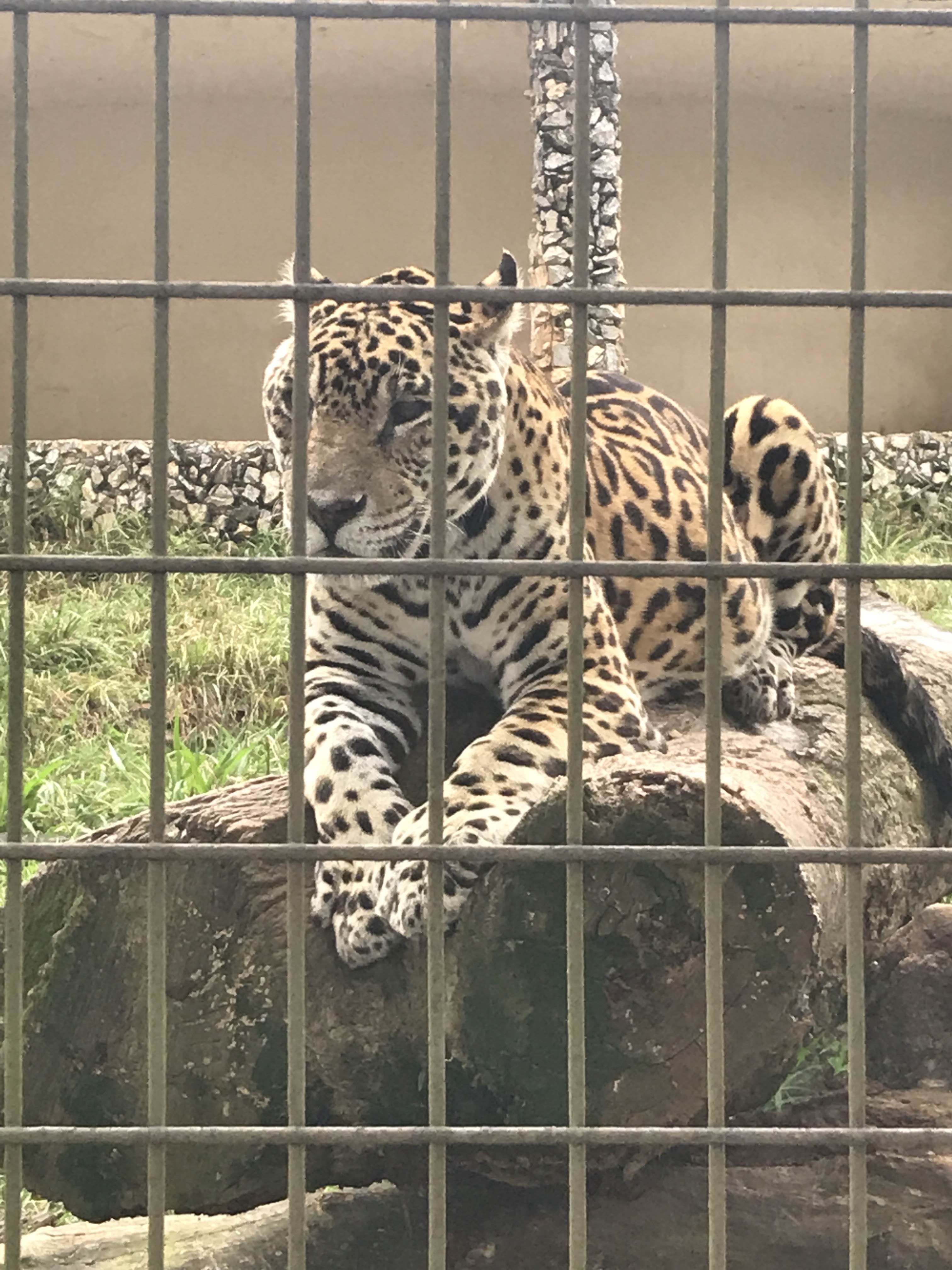 Parque Zoológico Municipal Quinzinho de Barros, por Marcos Andrinis