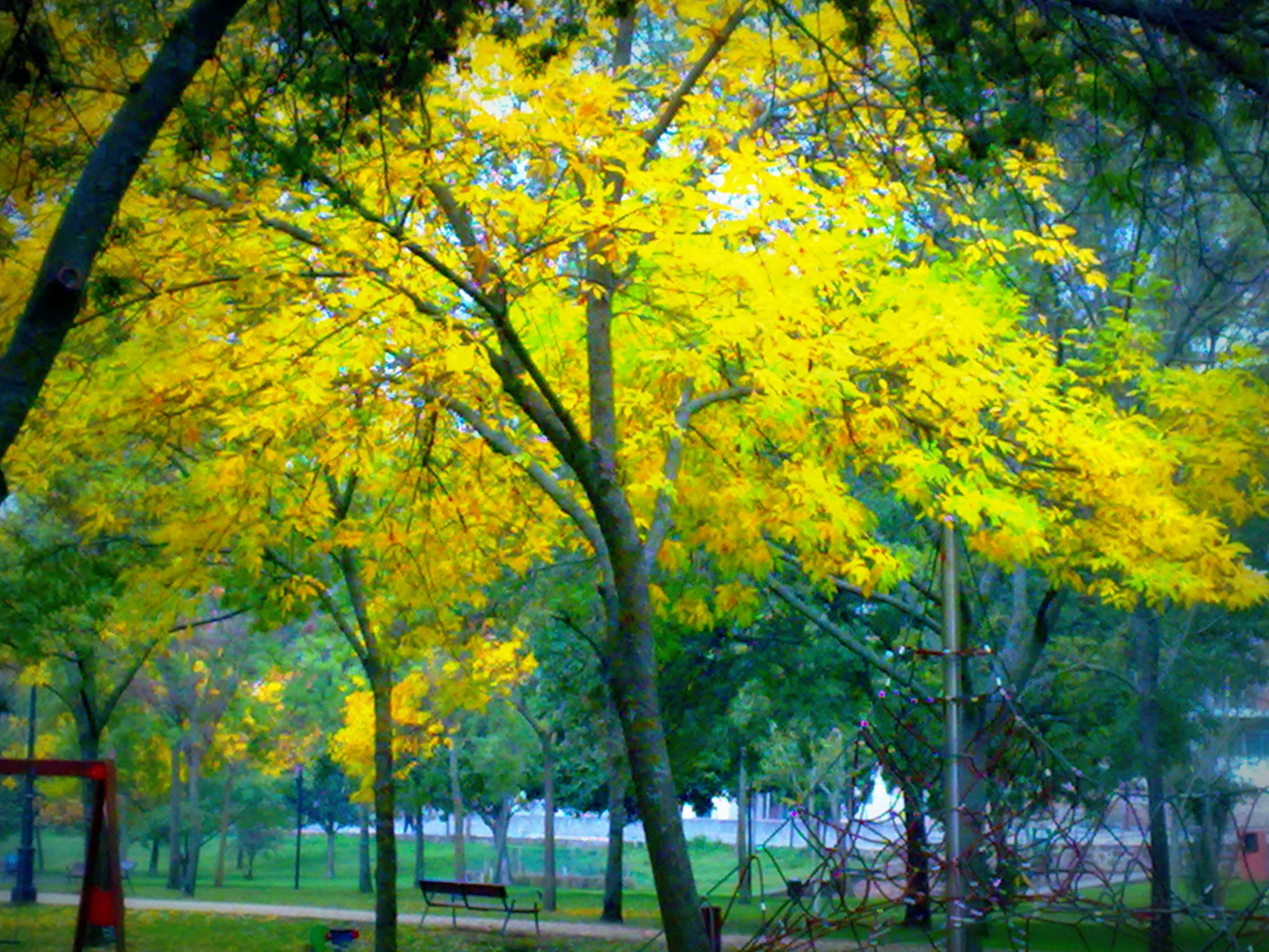 Parque de la Isla Plasencia, por Alicia