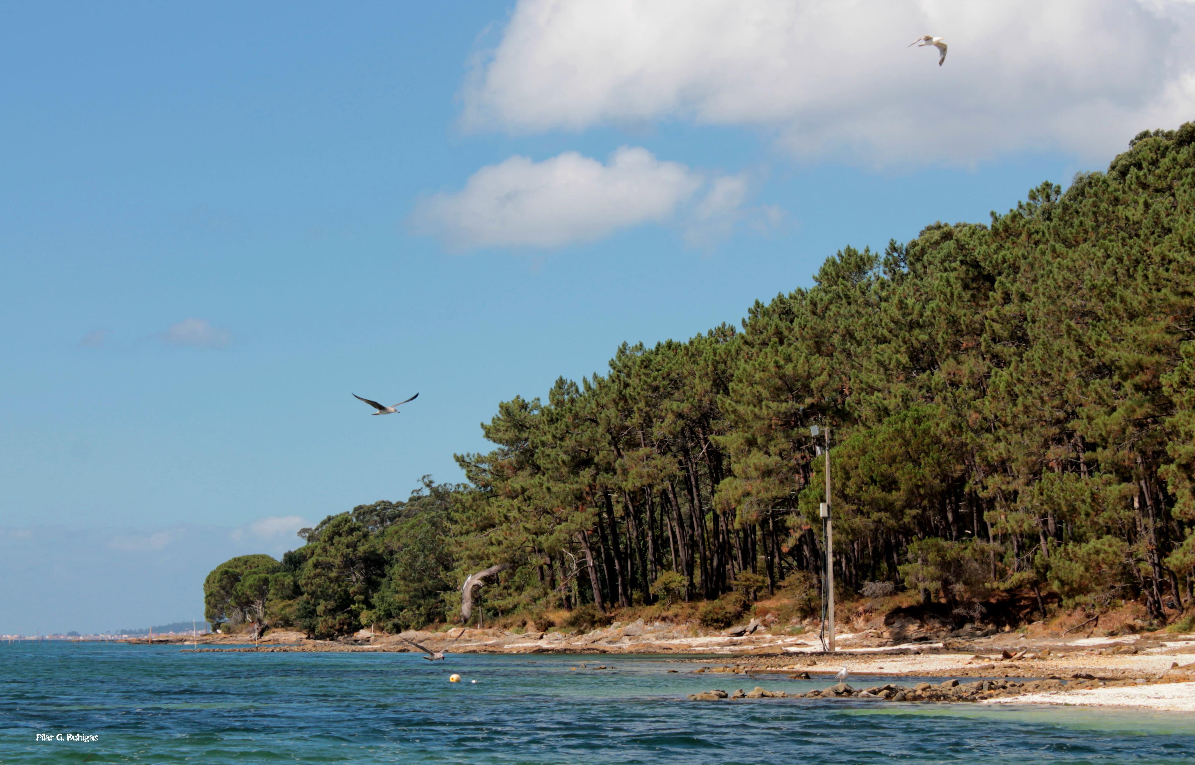 Isla de Cortegada, por Pilar Gómez Buhigas