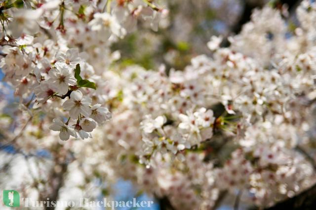 Festival de la Flor de Cerejeira de Okazaki, por Turismo Backpacker