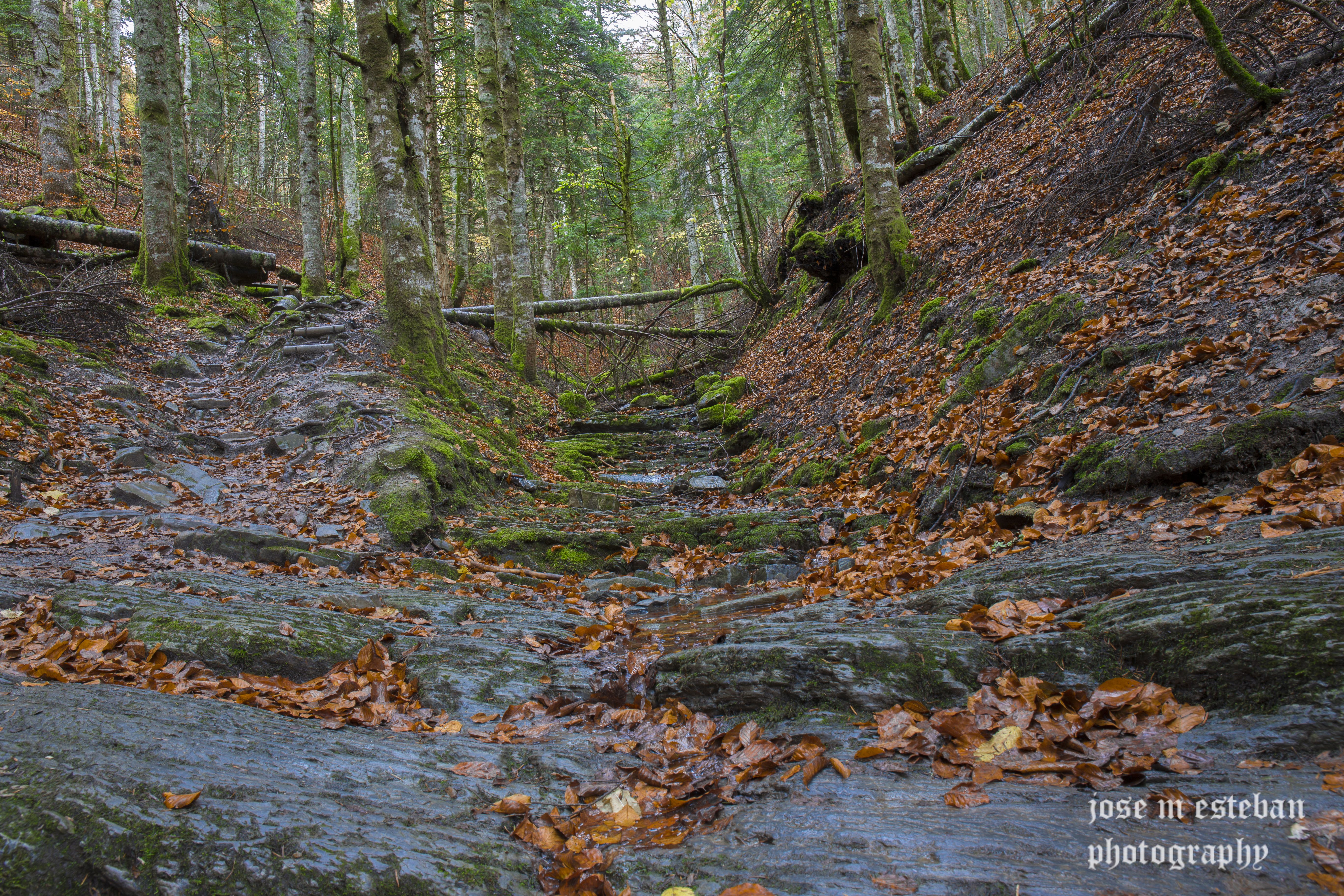 Descubre los bosques de Aquitania: magia y naturaleza en cada rincón