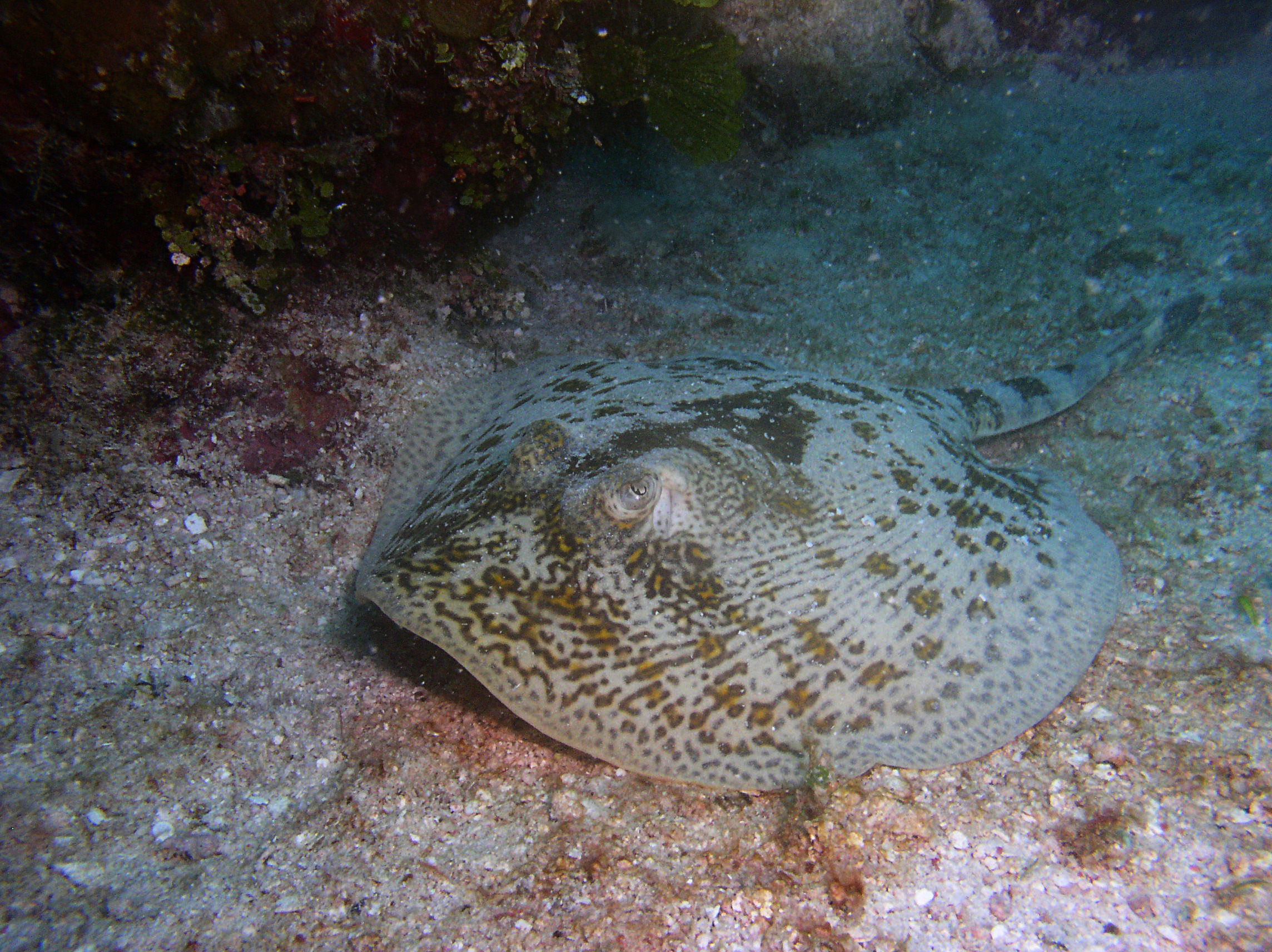 Buceo en Islas Tortuga, por Marta Padilla