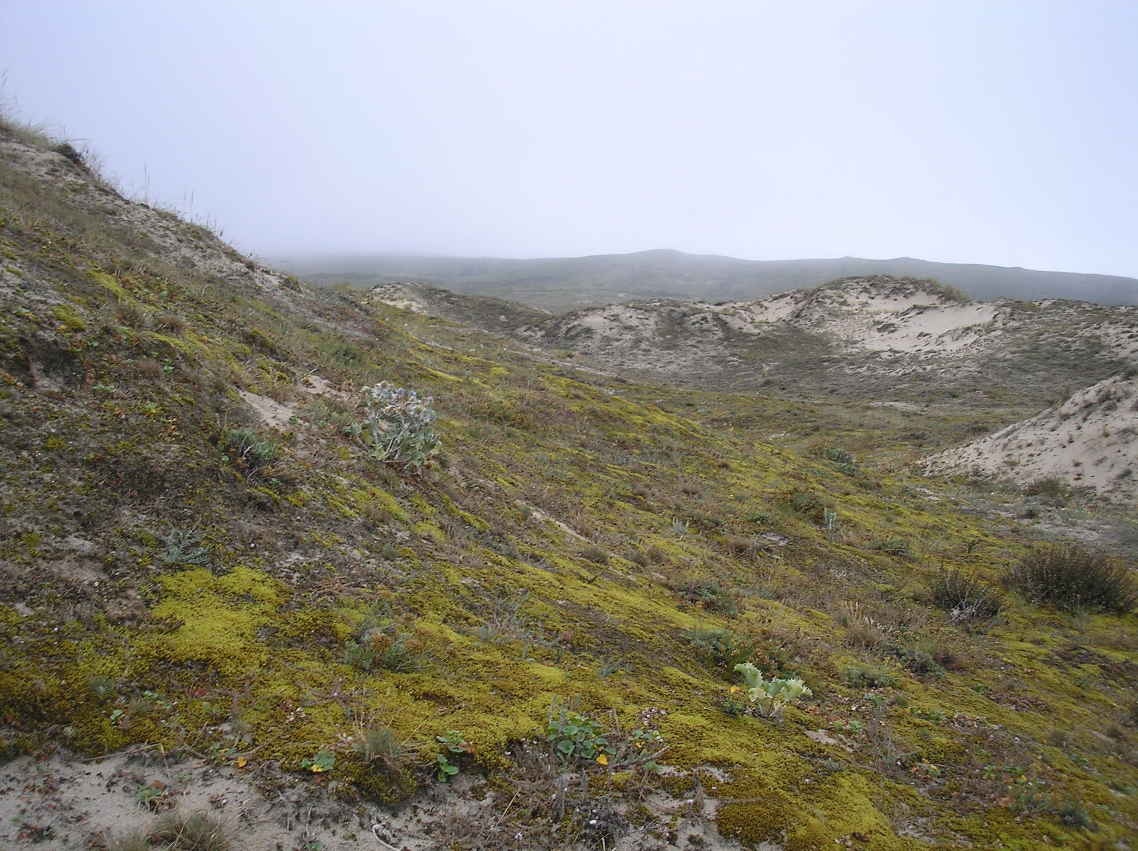 Camino Playa del Rostro, por isalatrendi