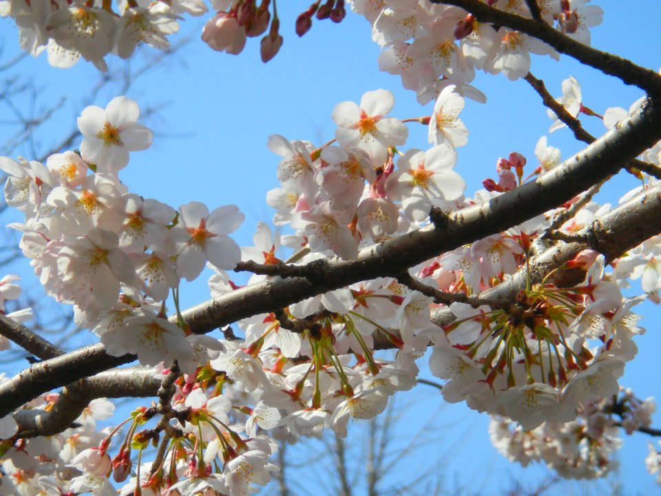 Cherry Blossom Jinhae, por Pau Martínez Bernadàs