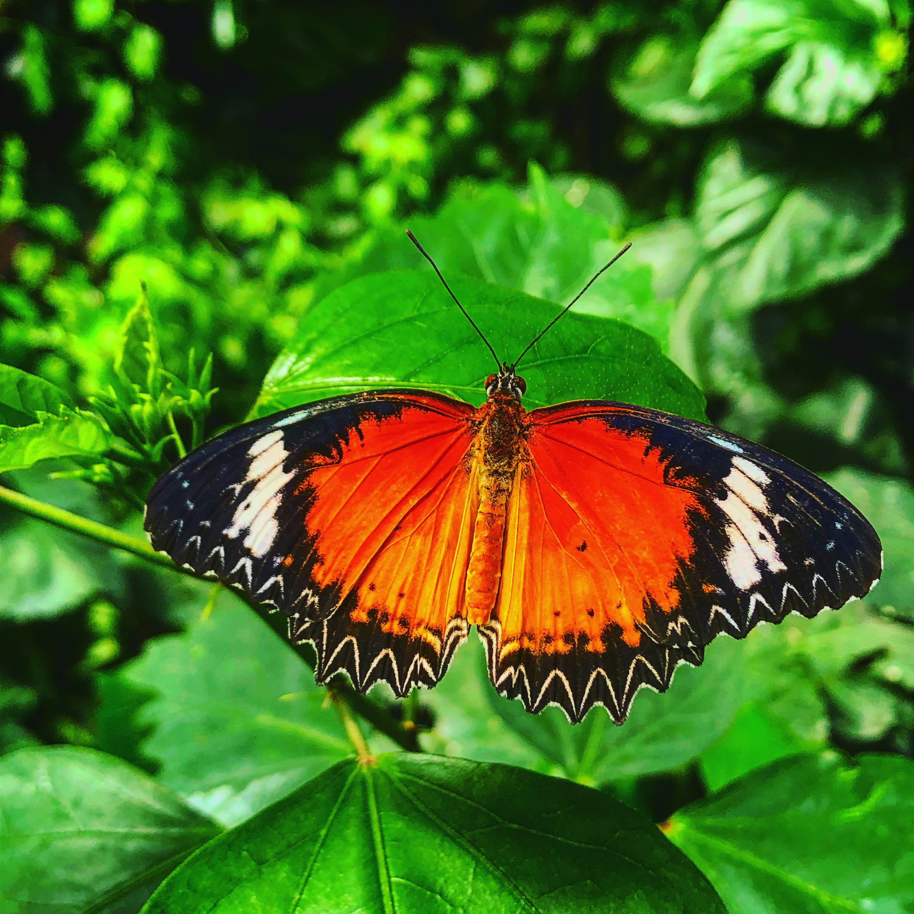 Butterfly House Sardegna, por Francesca Budroni