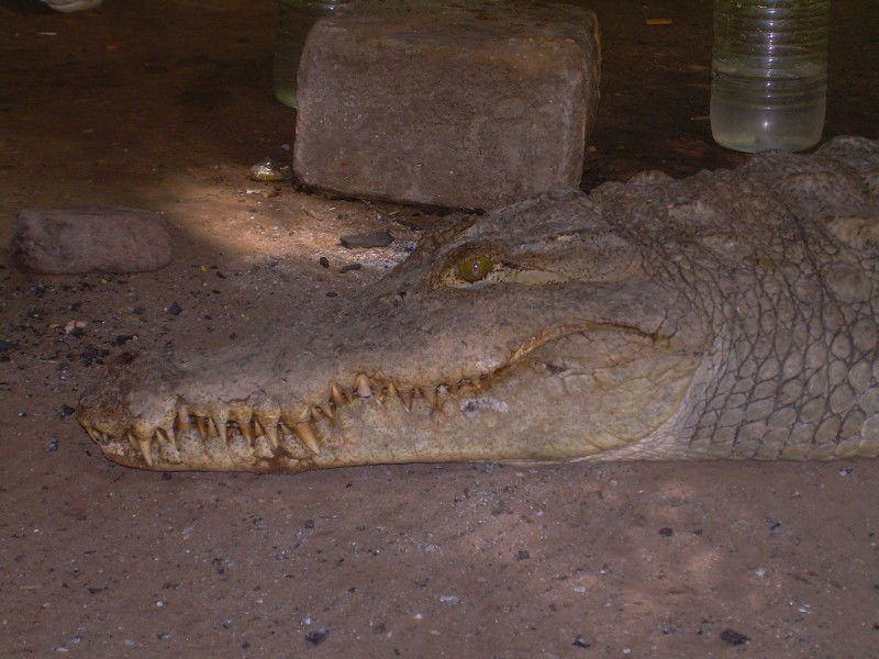 Kachikaly Crocodile Pool, por mmozamiz