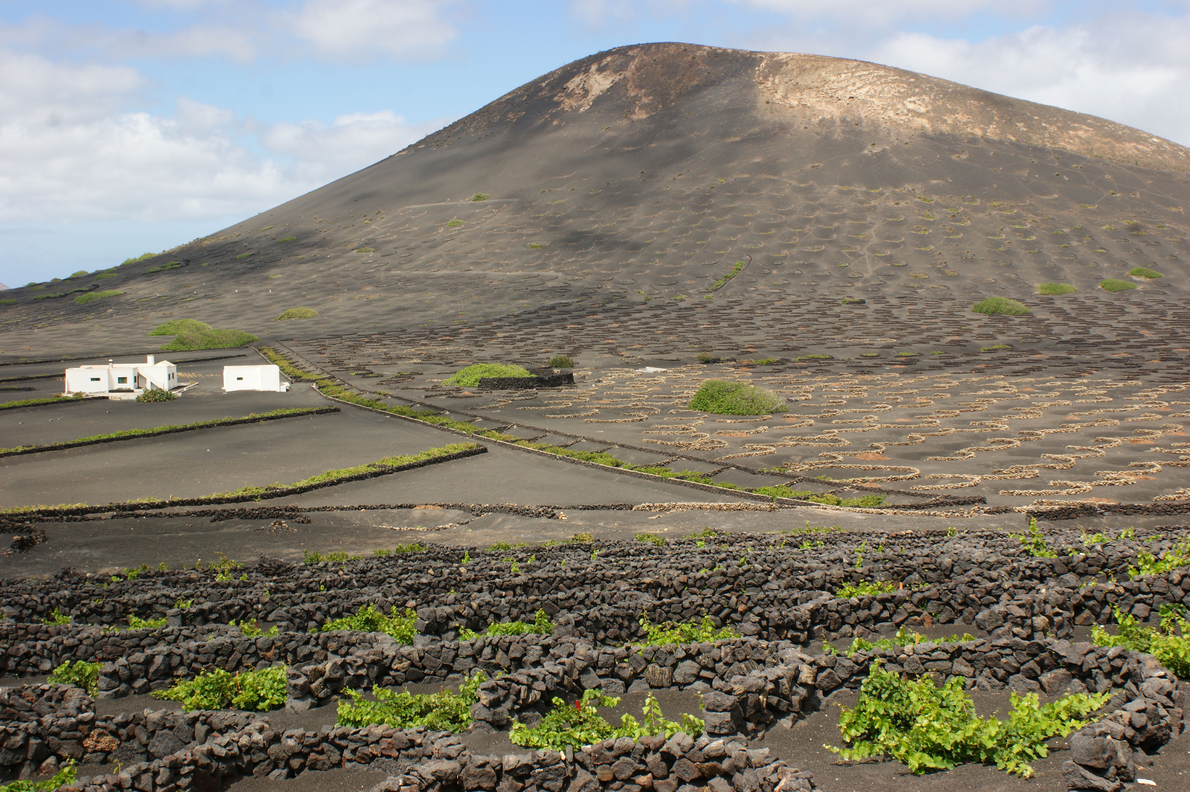 Bodegas en Lanzarote: un viaje entre vinos y paisajes singulares