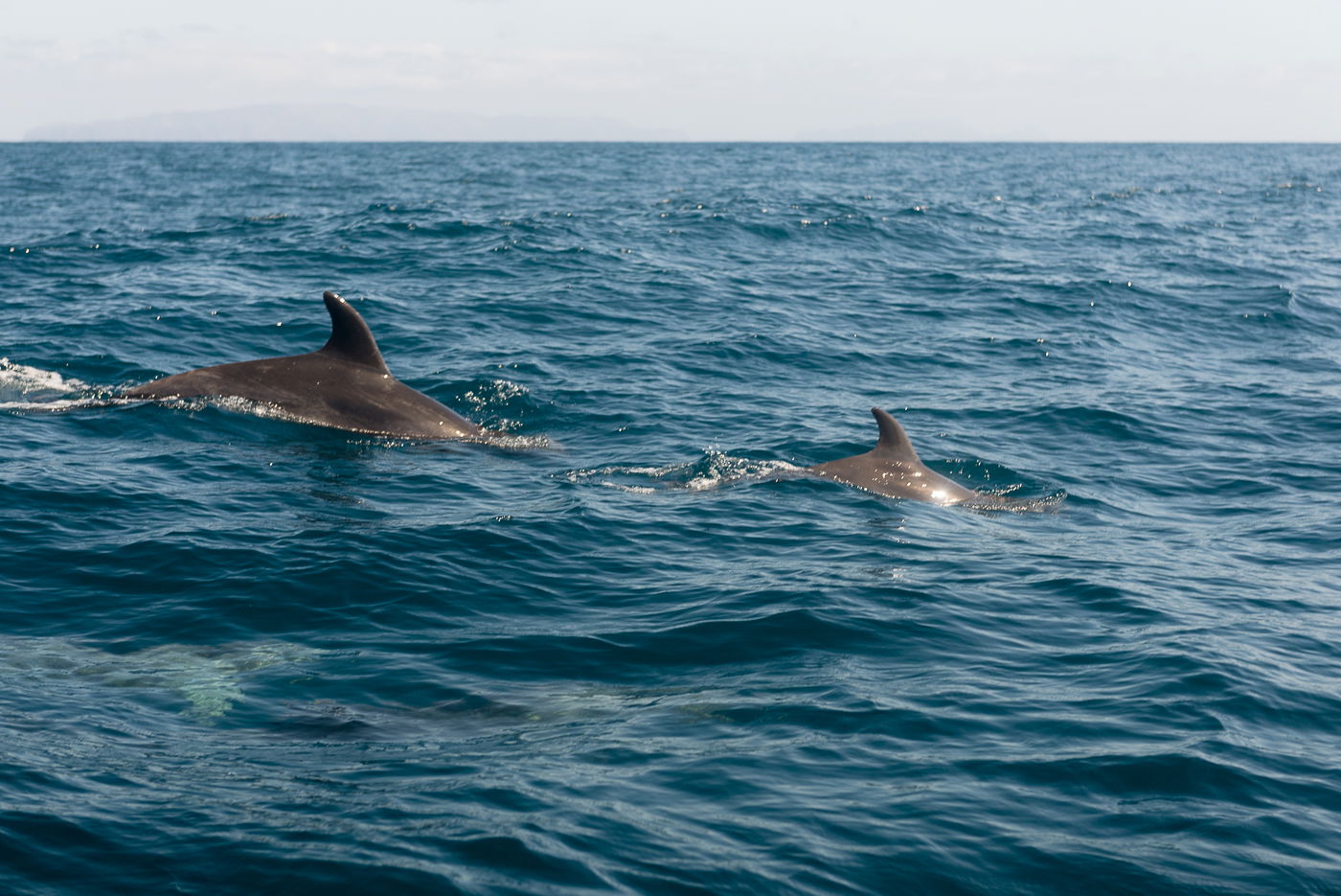 Rota dos Cetaceos, por Ignacio Izquierdo