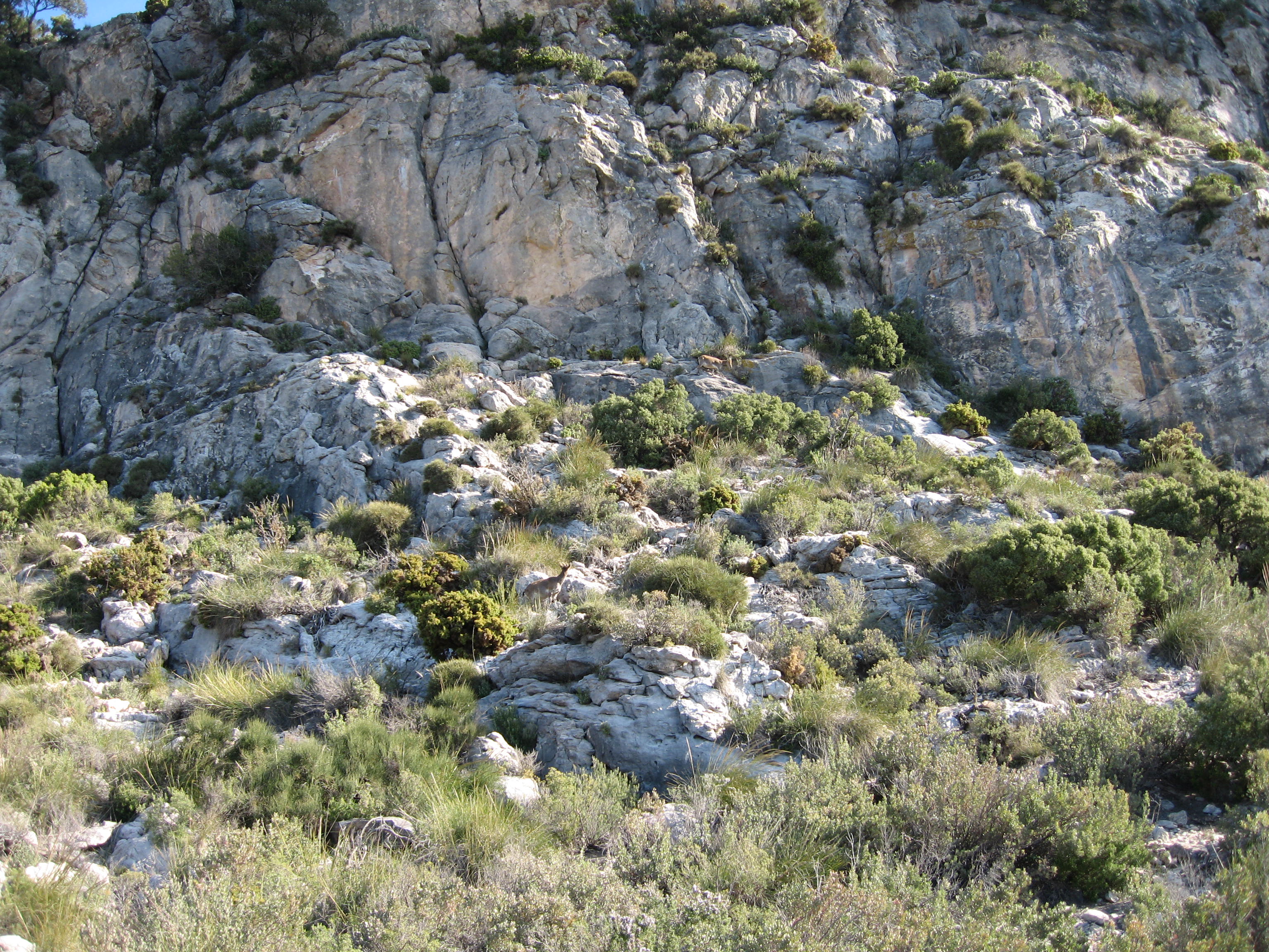 Bosque de pinos de Juanar, por Gonzalo Moreno
