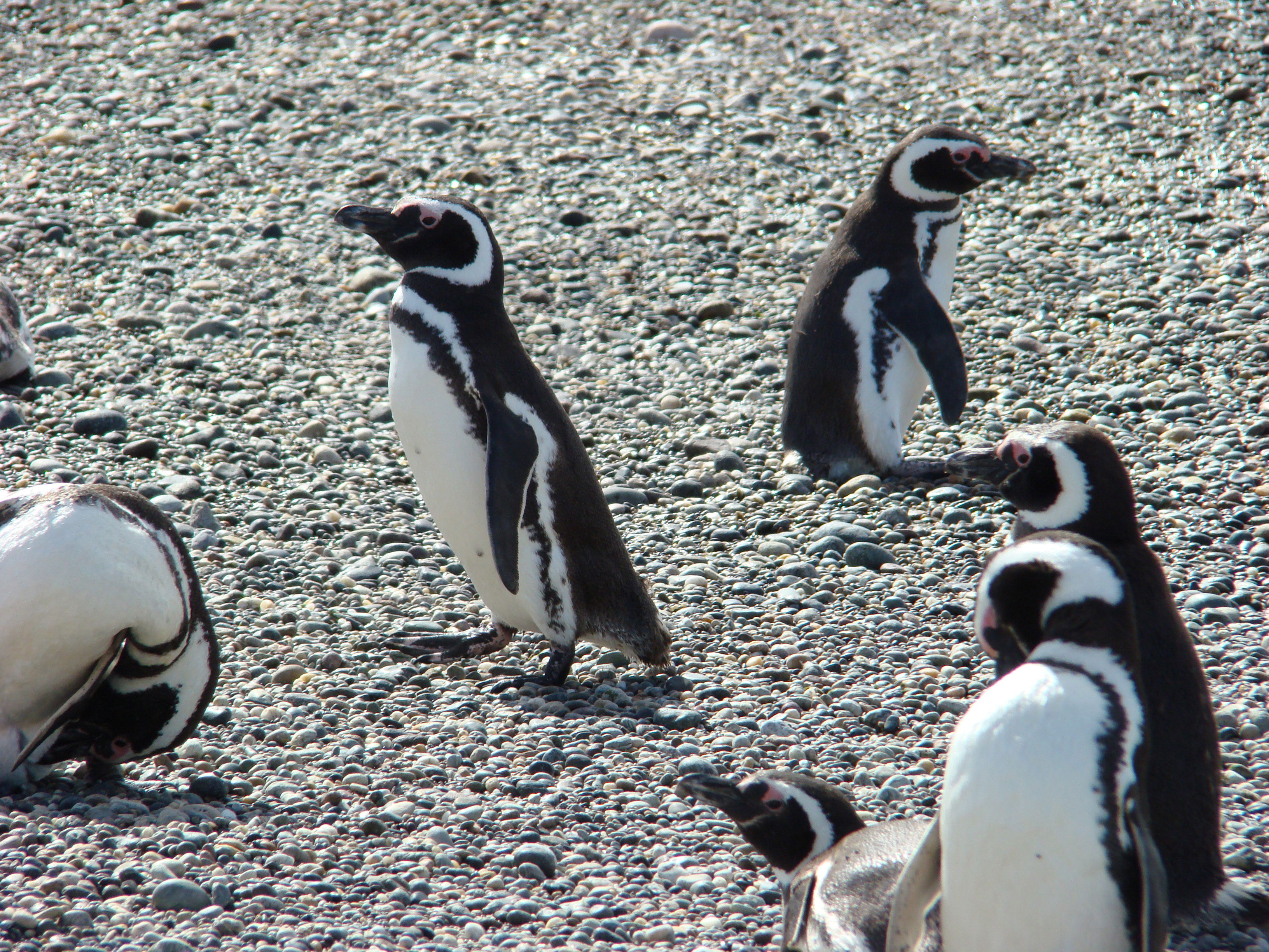 Isla Pinguino, por MELITHA  BLASCO
