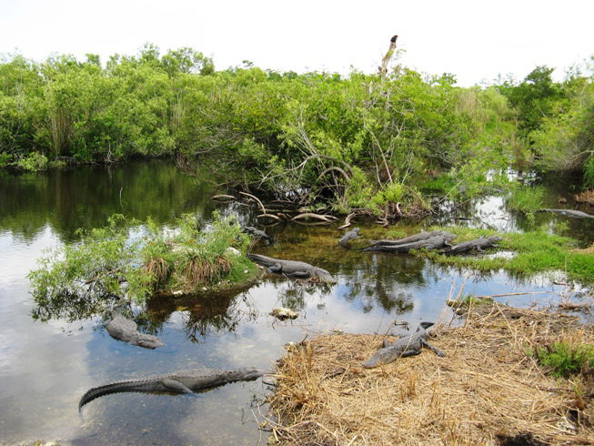 Anhinga Trail, por albertoloyo