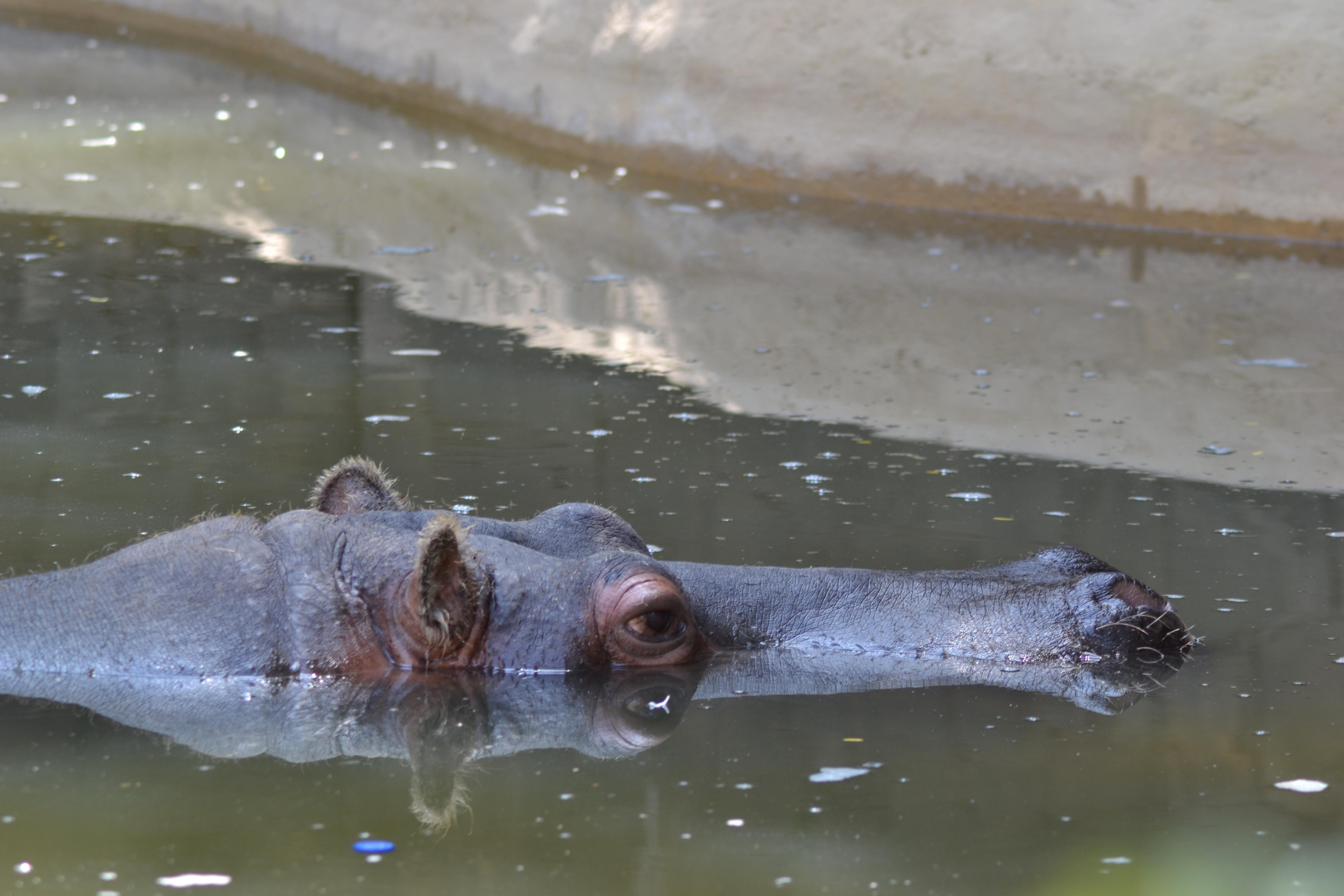 Zoos en Chile: descubre la diversidad animal en su máximo esplendor