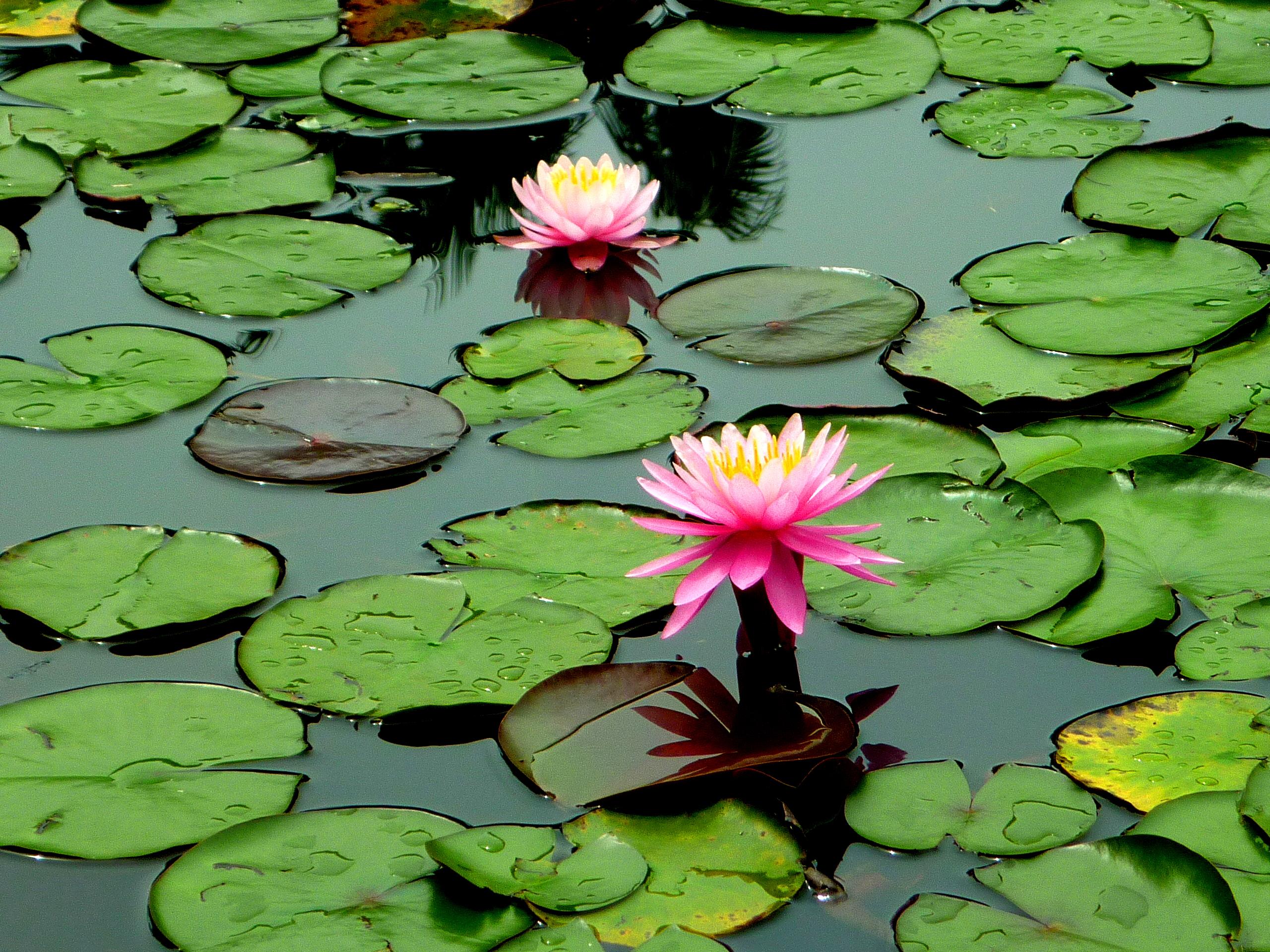 Jardín Botánico, por Cleide Isabel