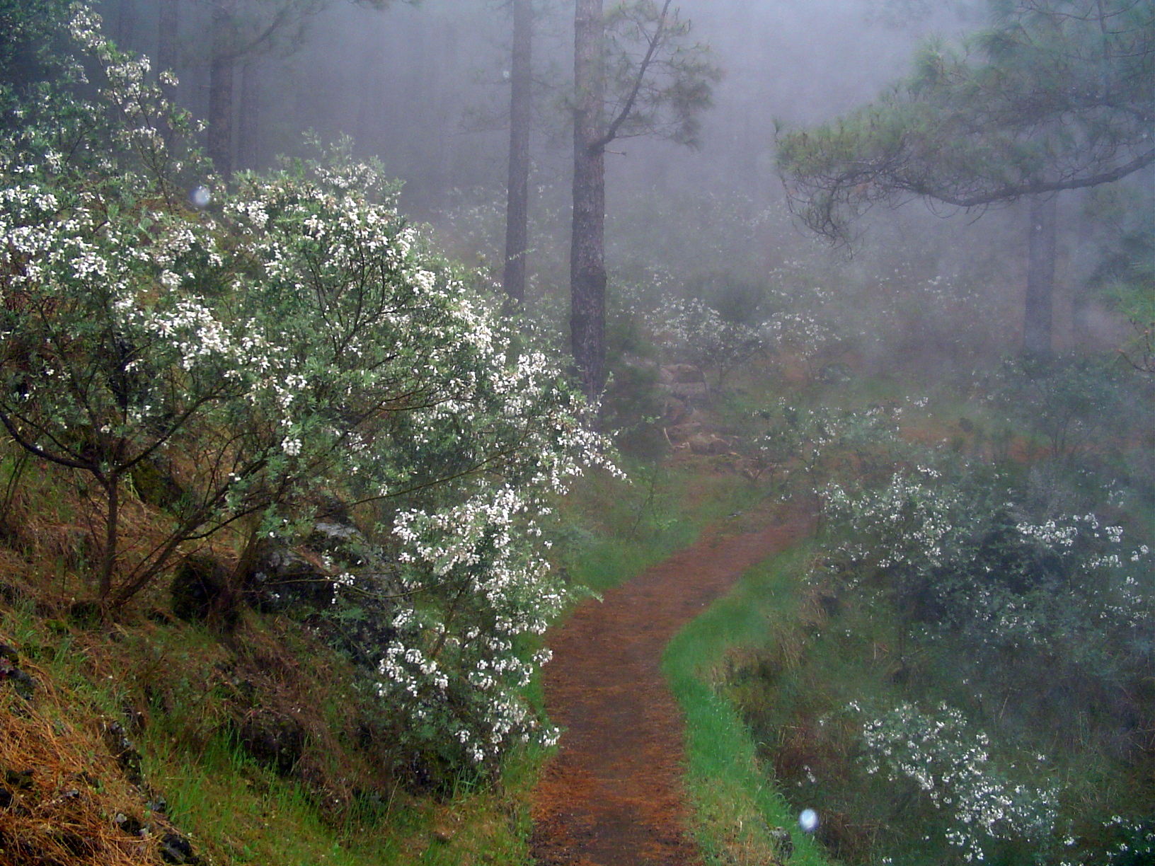 Inicio sendero Ruta volcanes, por Estela Lull (Hatsue)