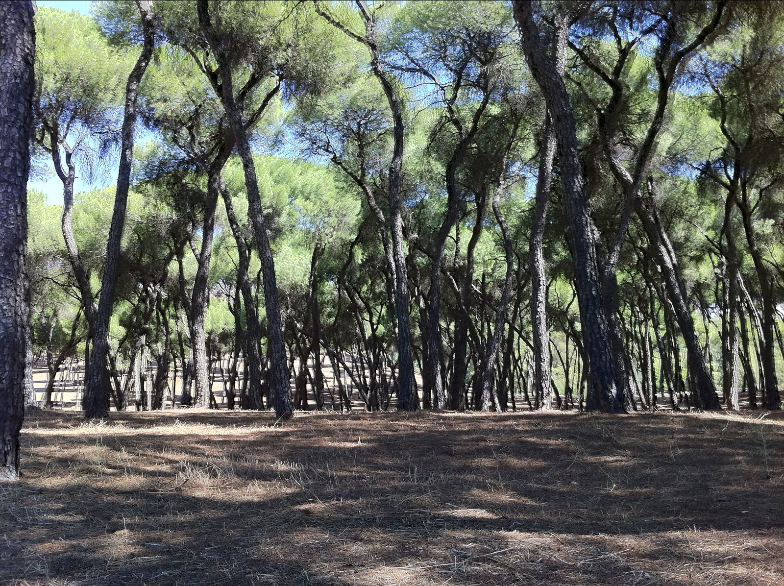 Pinares De Oromana, por Jesus Martin Medina