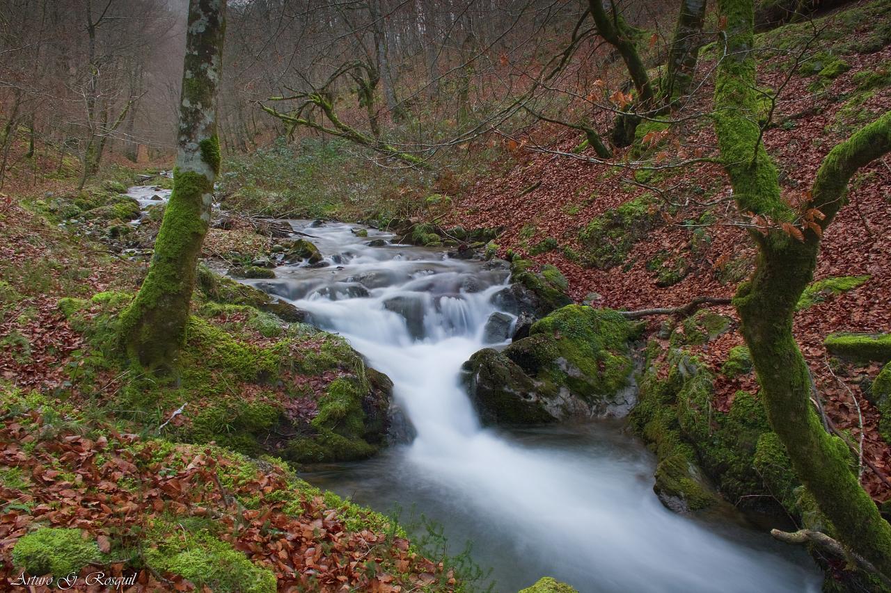 Bosque de Quinto Real, por Arturo Ganuza