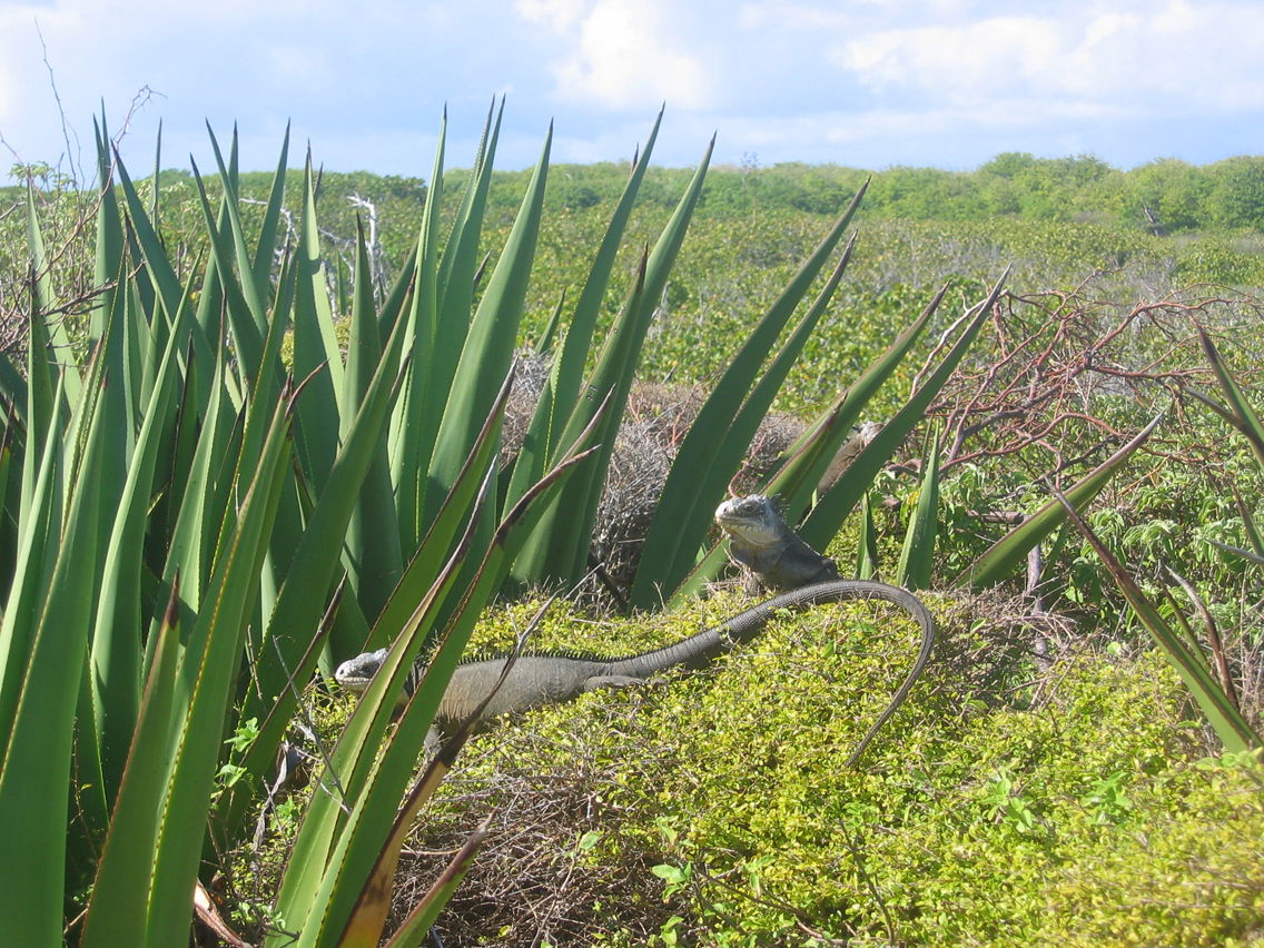 Islas de Petite-Terre, por Claudia 