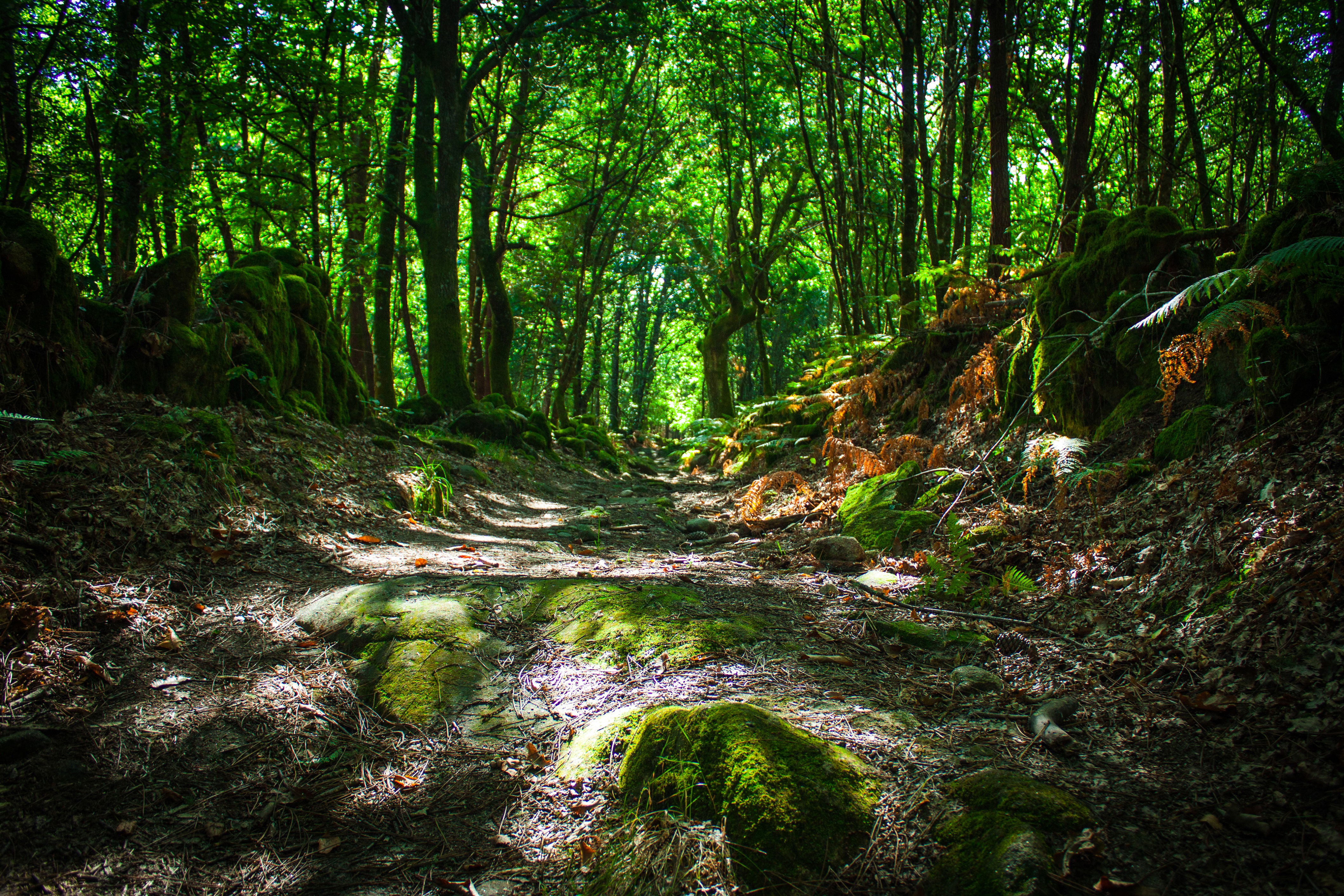 Bosque Encantado, por Juan Luis Del Castillo Baquerizo