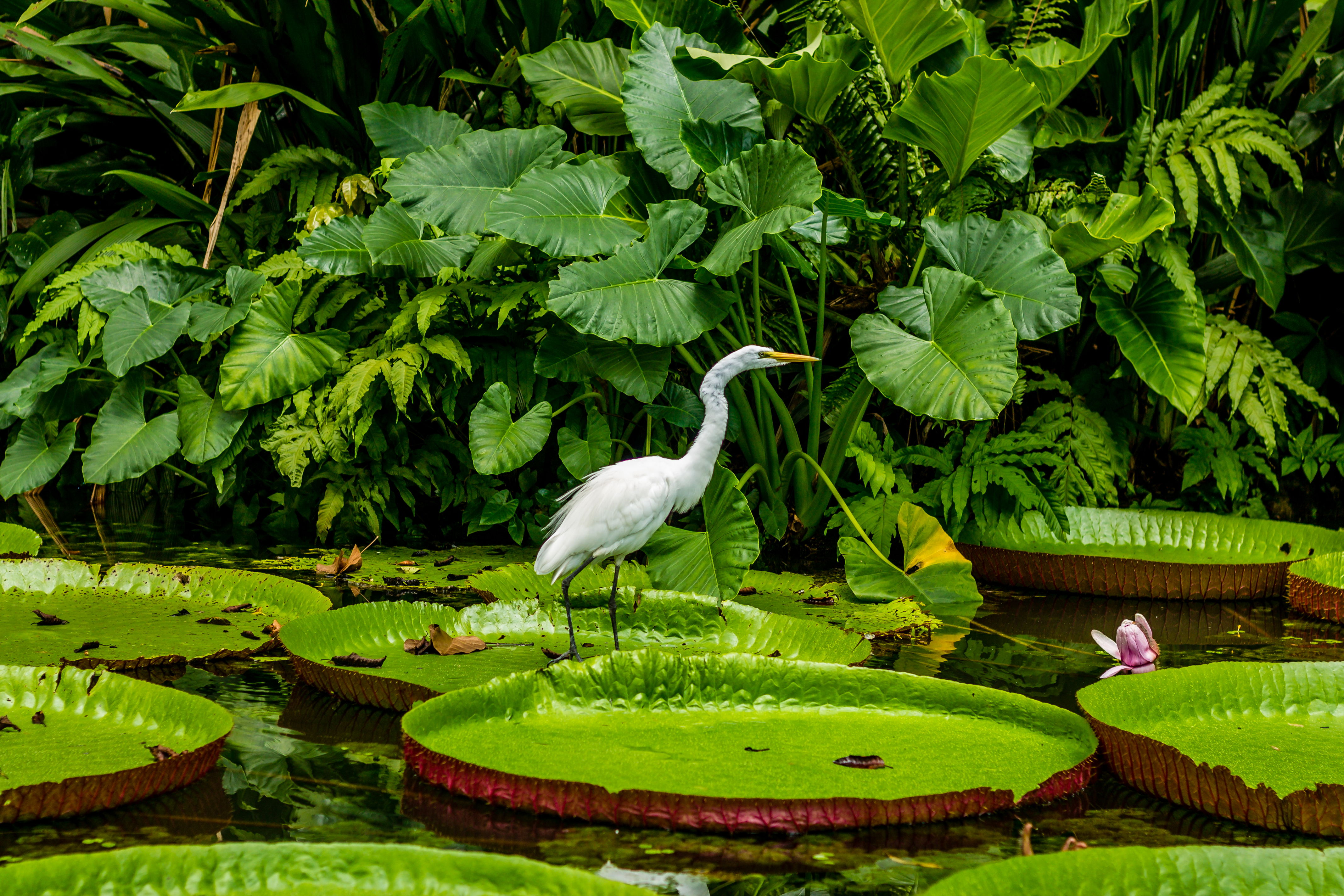 Jardim Botánico da Amazonia, por Ygor Magno Vieira