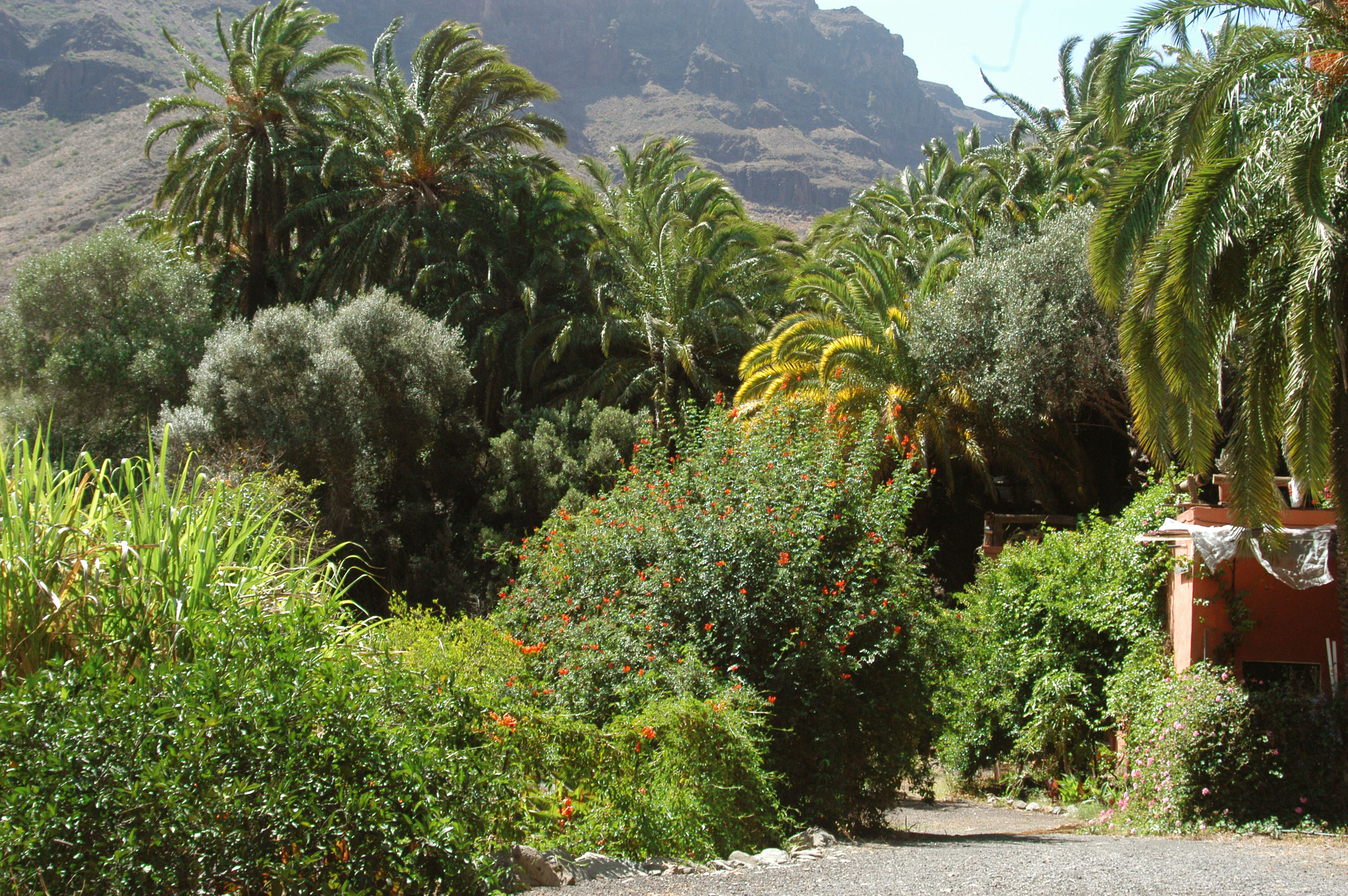 Valle de las Mil Palmeras, por la baranda