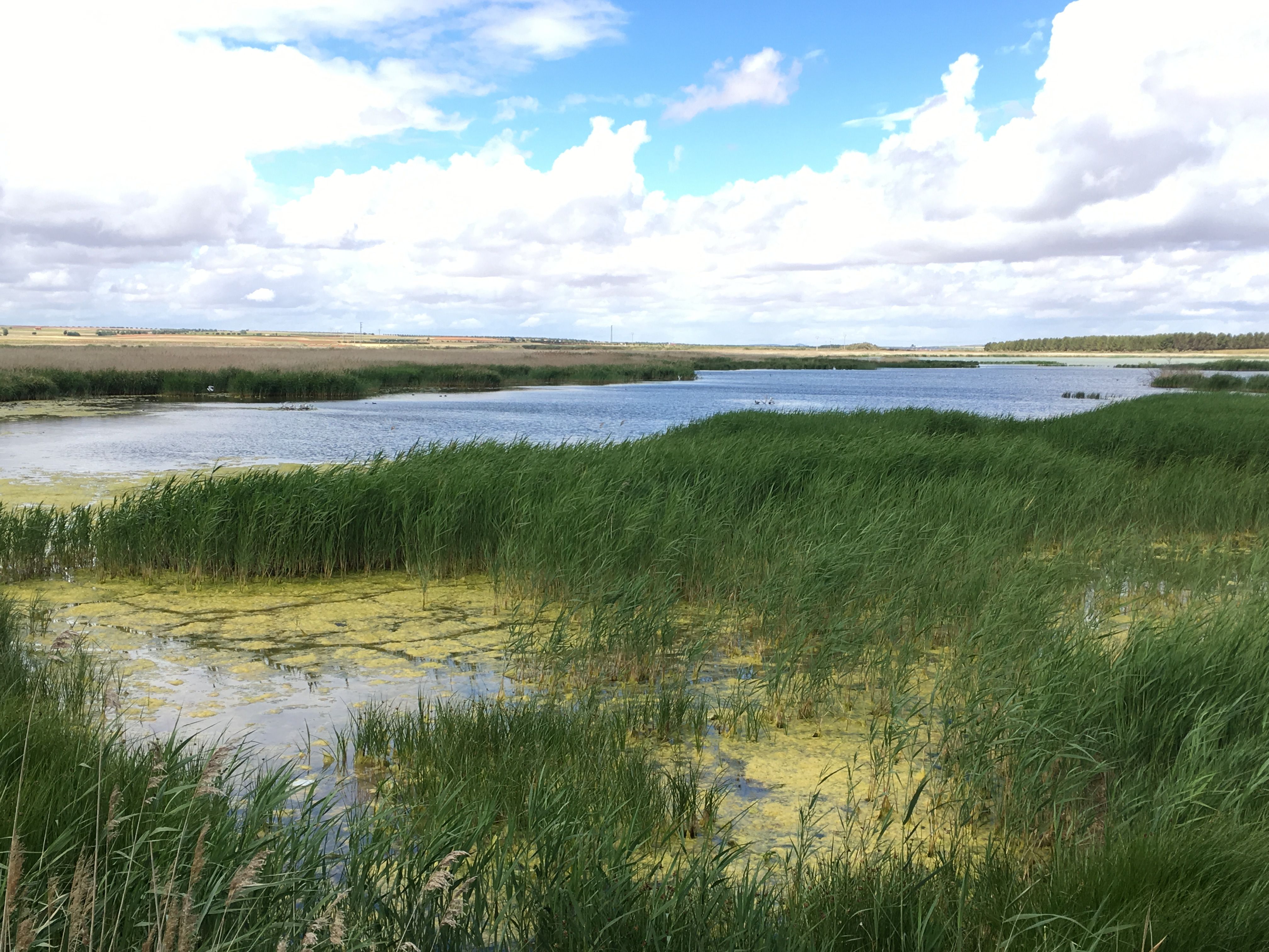 Reserva Natural Complejo Lagunar De Alcázar De San Juan, por Félix López Capel