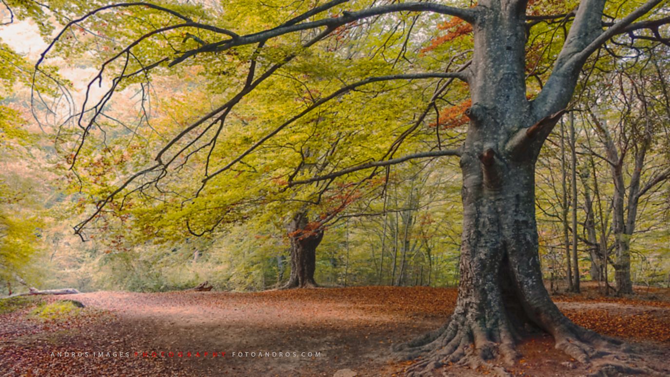 Bosque de hayas en Urederra, por Francisco Domínguez Rodriguez