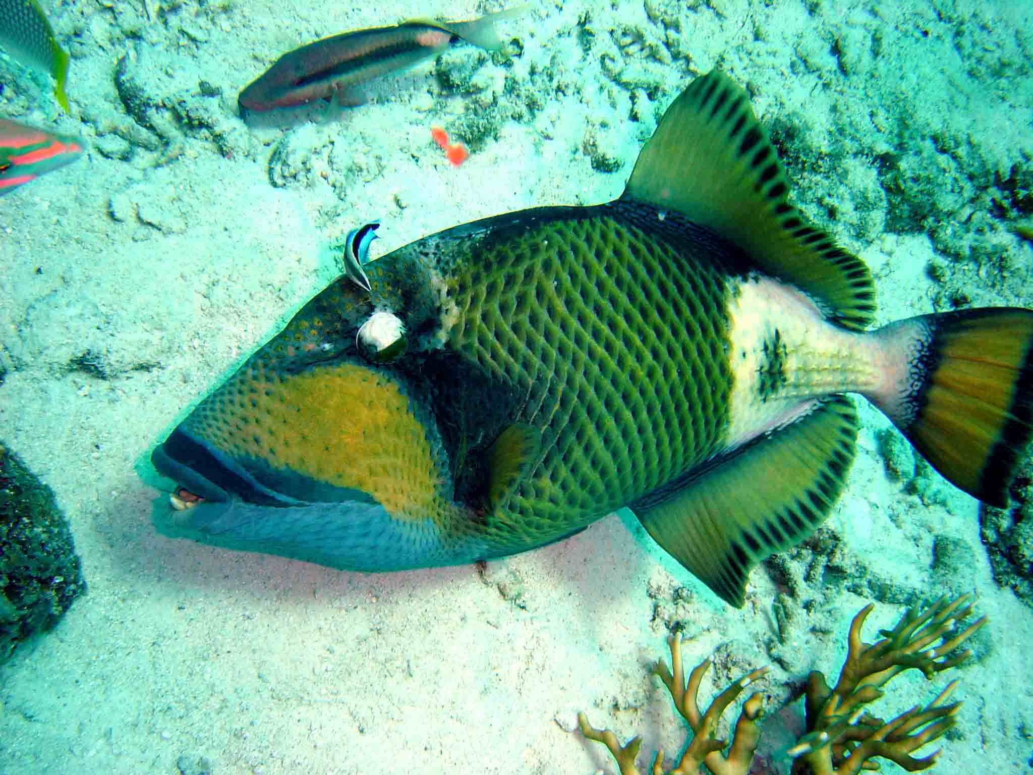 Destino de buceo Similans Islands, por rakel around the world