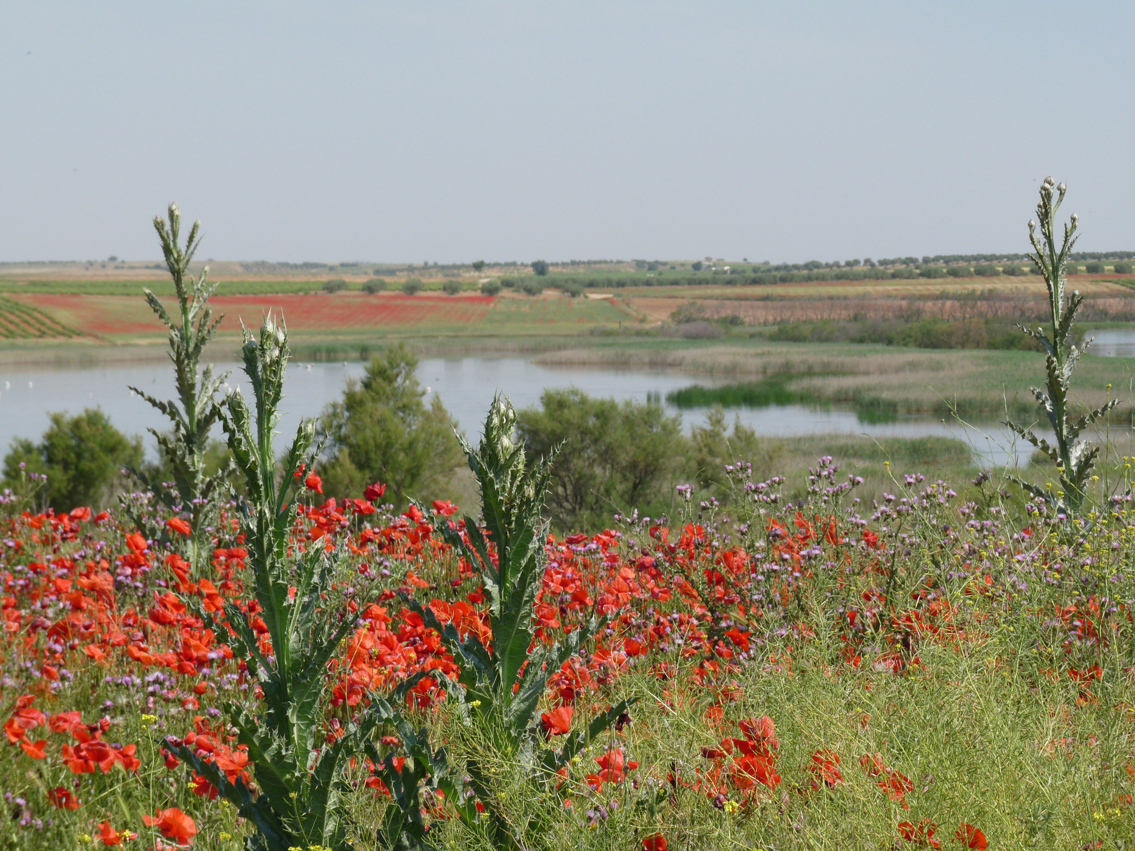 Reserva Natural Complejo Lagunar De Pedro Muñoz, por Les Amis de Pedro Muñoz